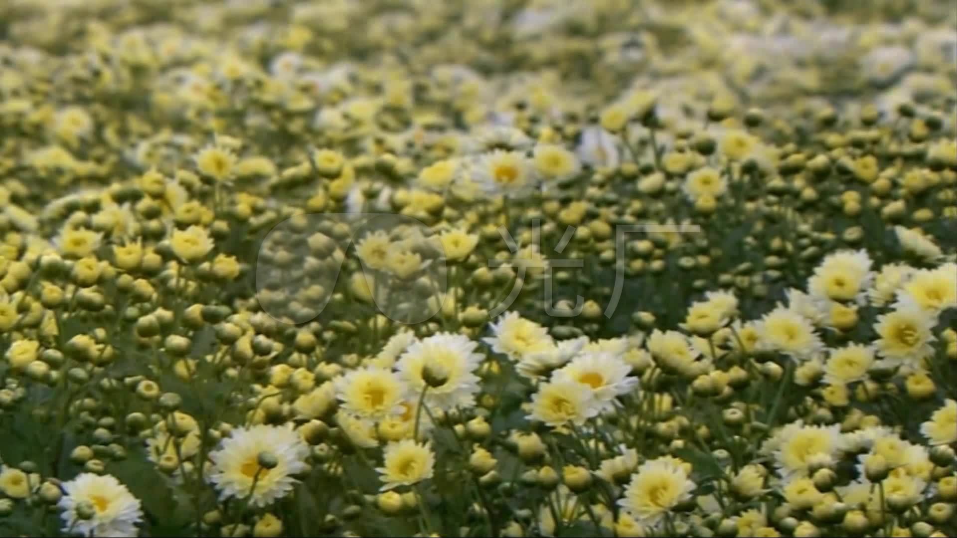 遍地菊花开放小黄花盛开高清实拍视频素材