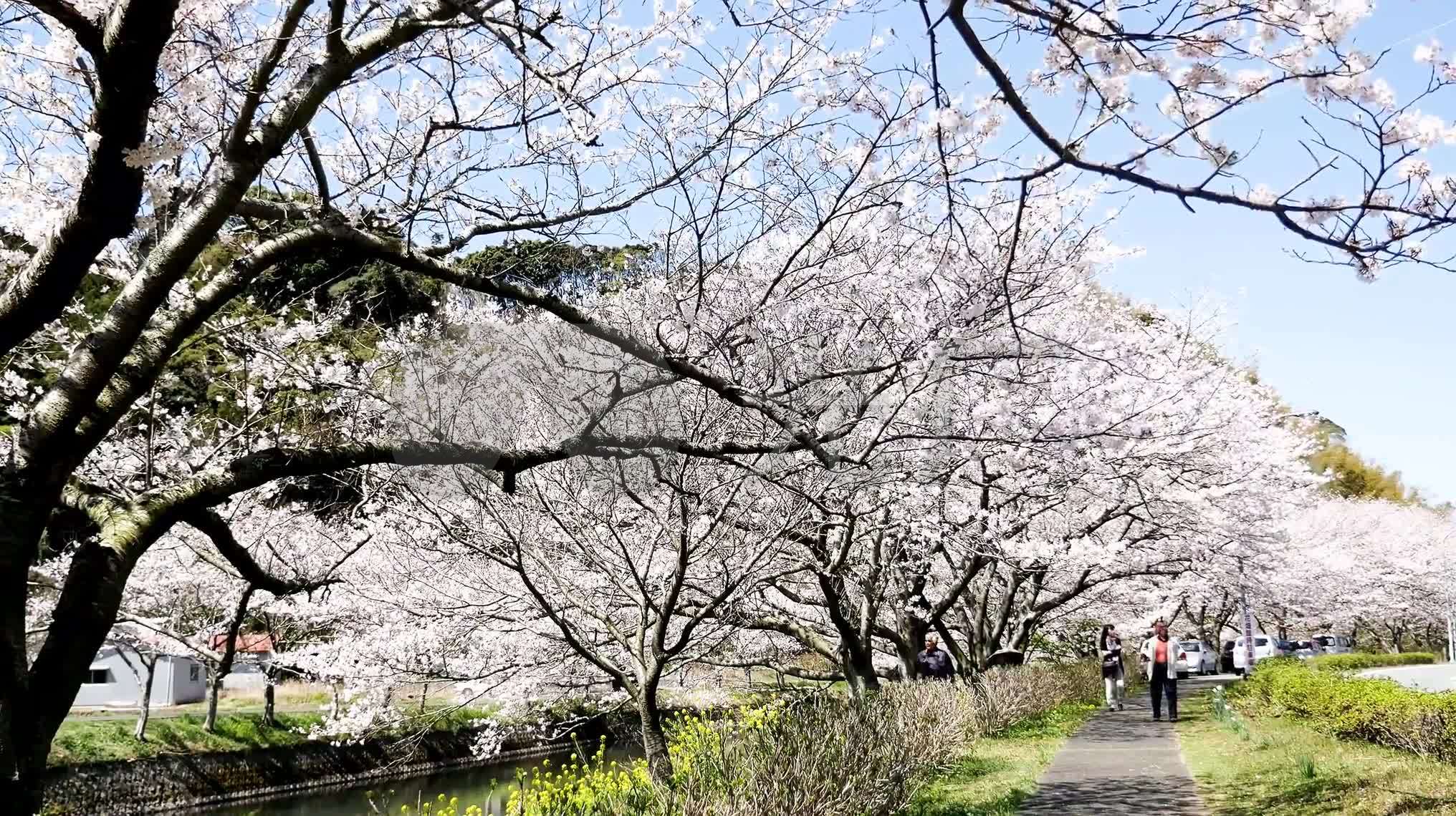 4k春天樱花公园河岸山花烂漫_2032x1140_高清视频素材下载(编号