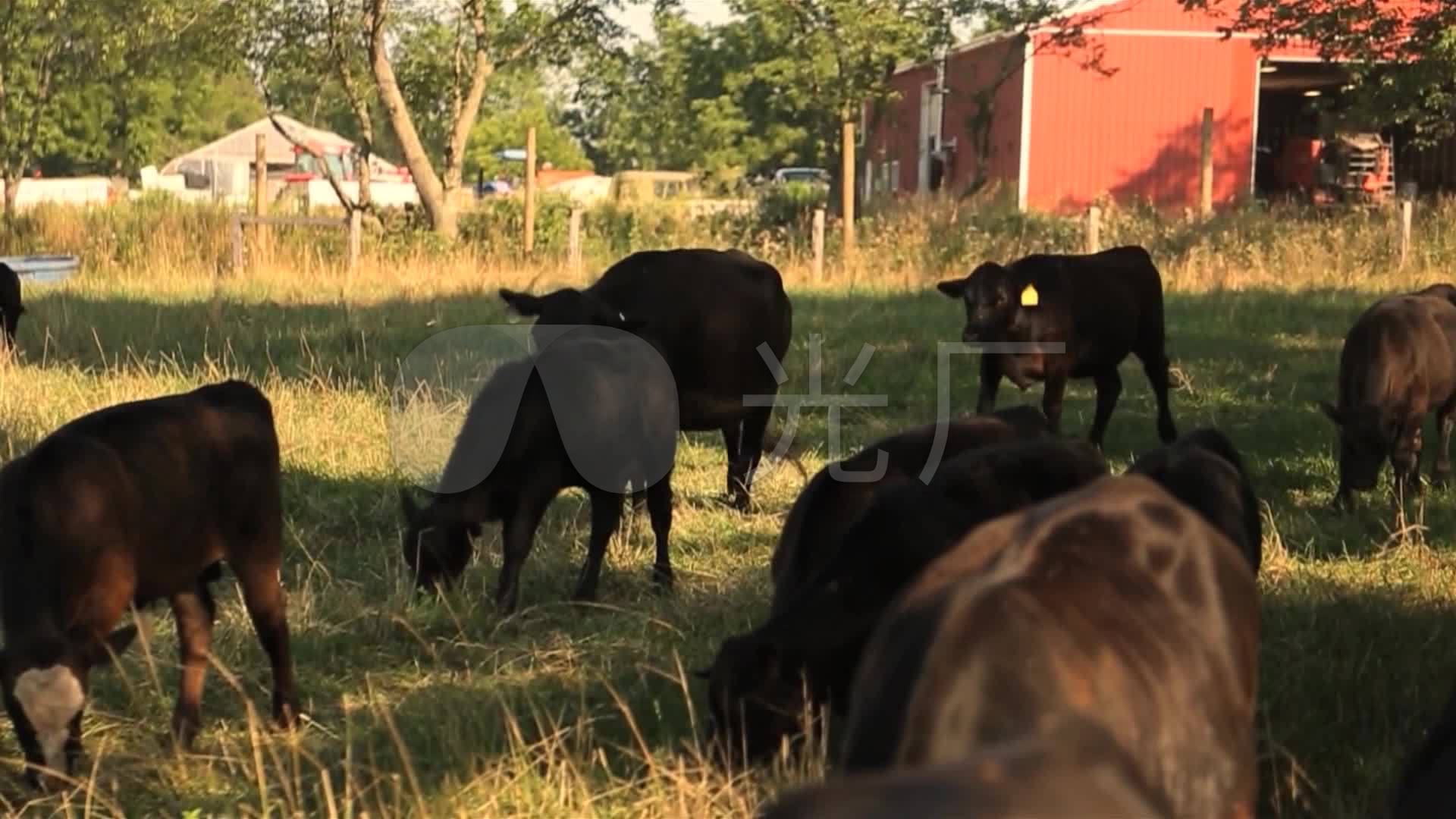 猪肉放养肉牛黑视频鸡_1920X1080_高清牧场怎么ae视频导入图片