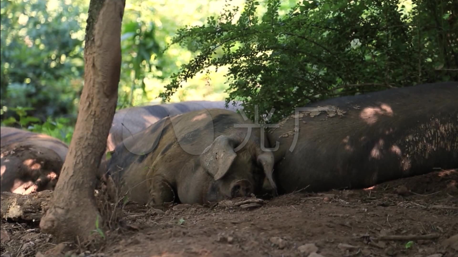 视频磨磨肉牛黑猪肉鸡_1920X1080_视频高清驴牧场放养图片