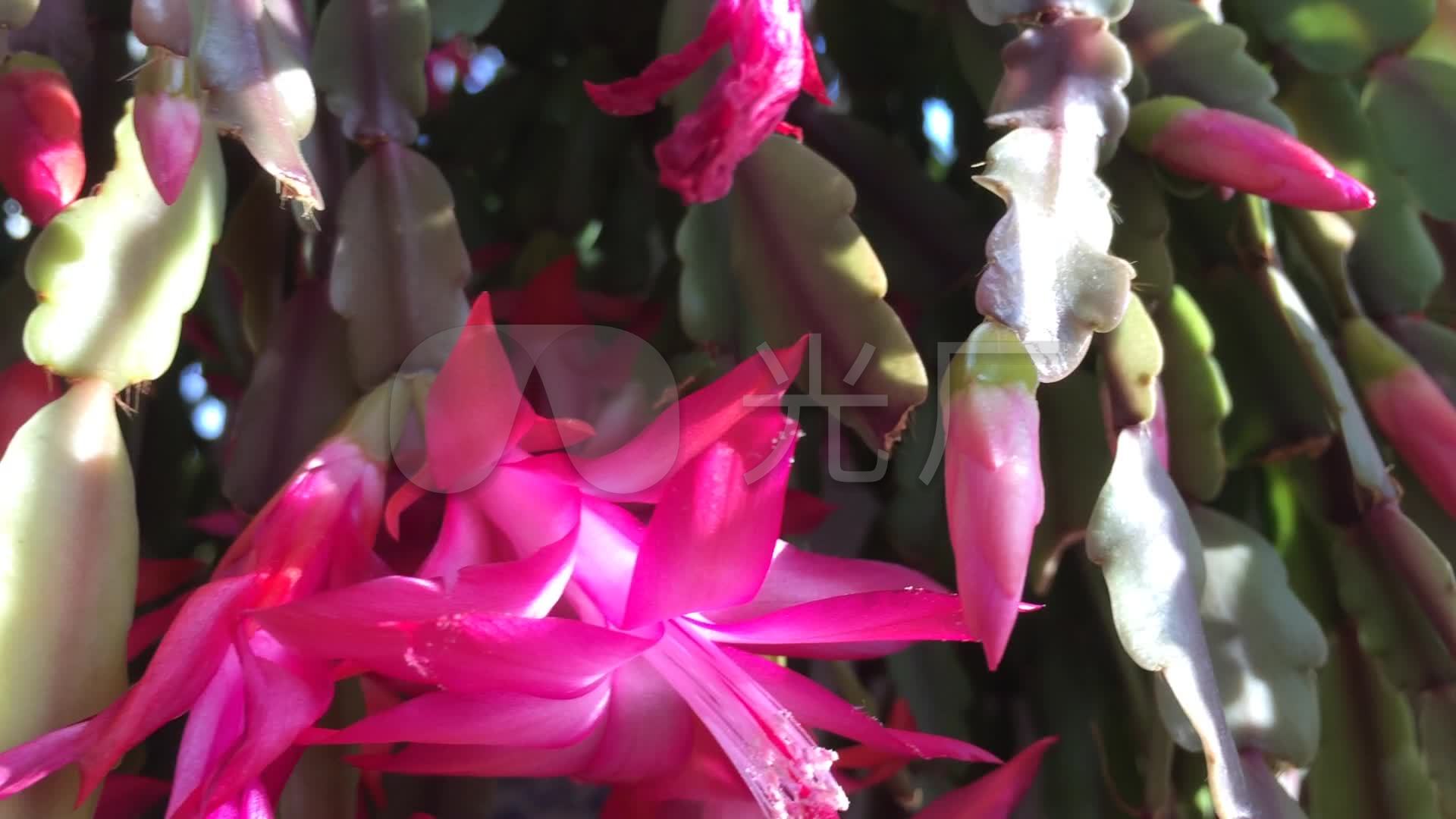 实拍 花卉 蝎子莲 花朵 粉花 高清视频