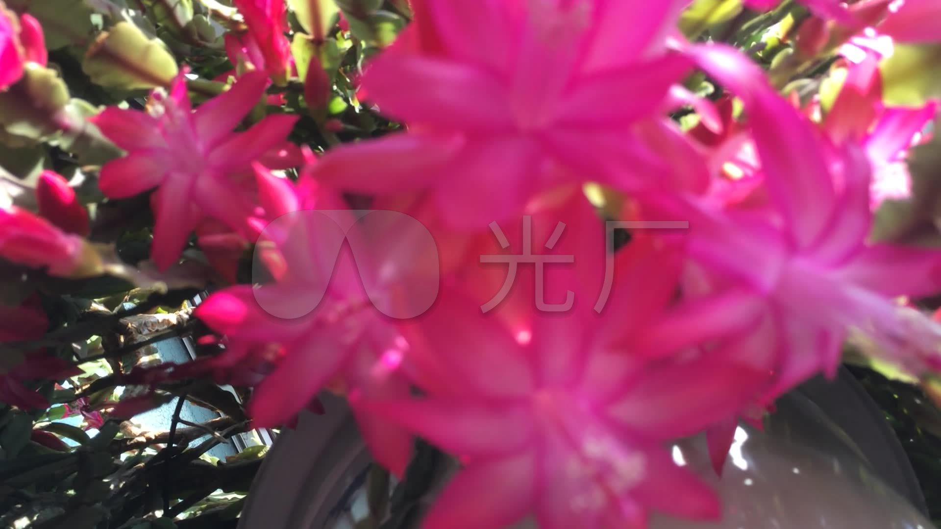 实拍 花卉 蝎子莲 花朵 粉花 高清视频