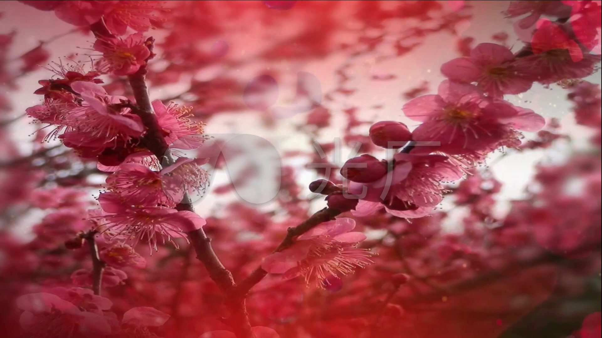 歌曲《红莓花儿开》背景视频_1920x1080_高清视频素材下载(编号