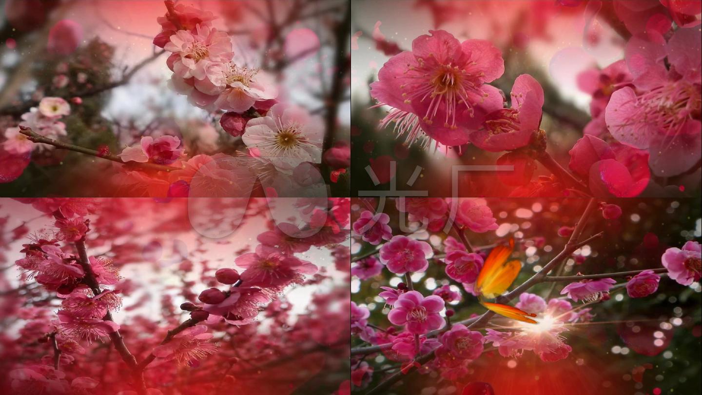 歌曲《红莓花儿开》背景视频