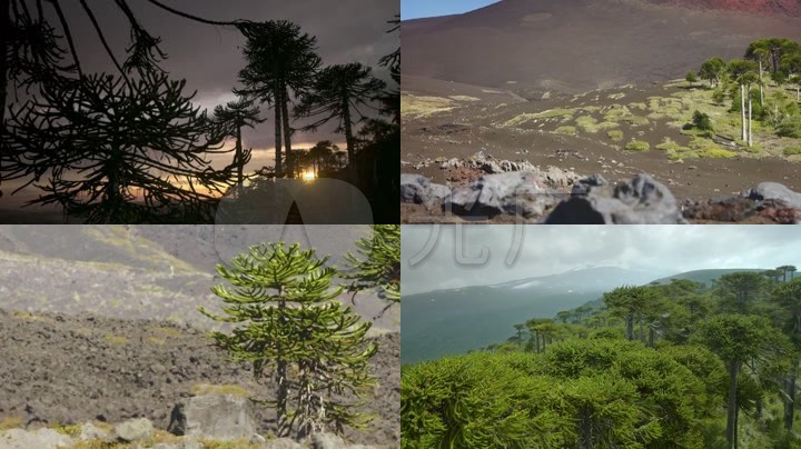 南美洲松树_智利_干旱炎热地区树木植物