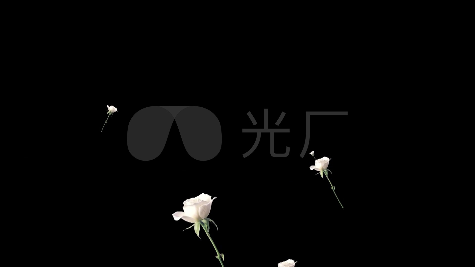 白玫瑰_1920x1080_高清视频素材下载(编号:2177200)_影视包装_vj师网