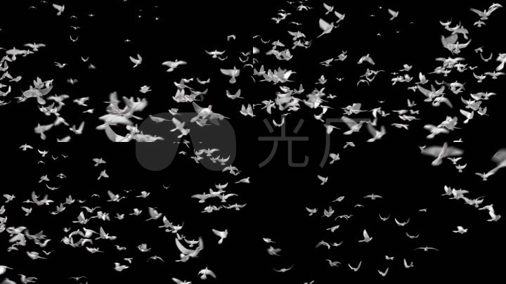 群鸽飞舞鸽子白鸽鸟群飞过天空飞鸽透明通道飞翔和平鸽众多鸽子鸽子