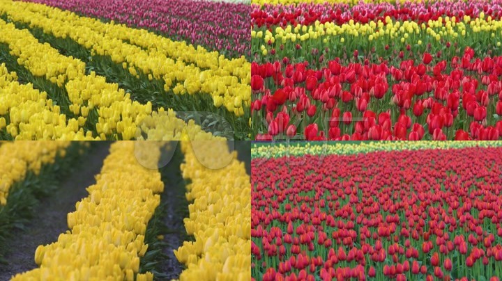 郁金香 鲜花 花朵 花卉 花园 种植园 娇艳 花瓣 绽放