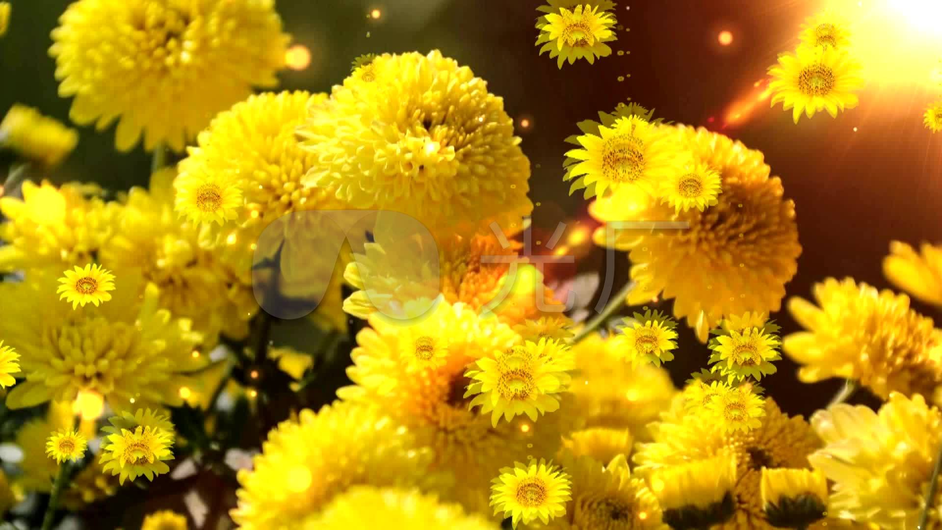 菊花台原版背景视频_1920x1080_高清视频素材下载(:)