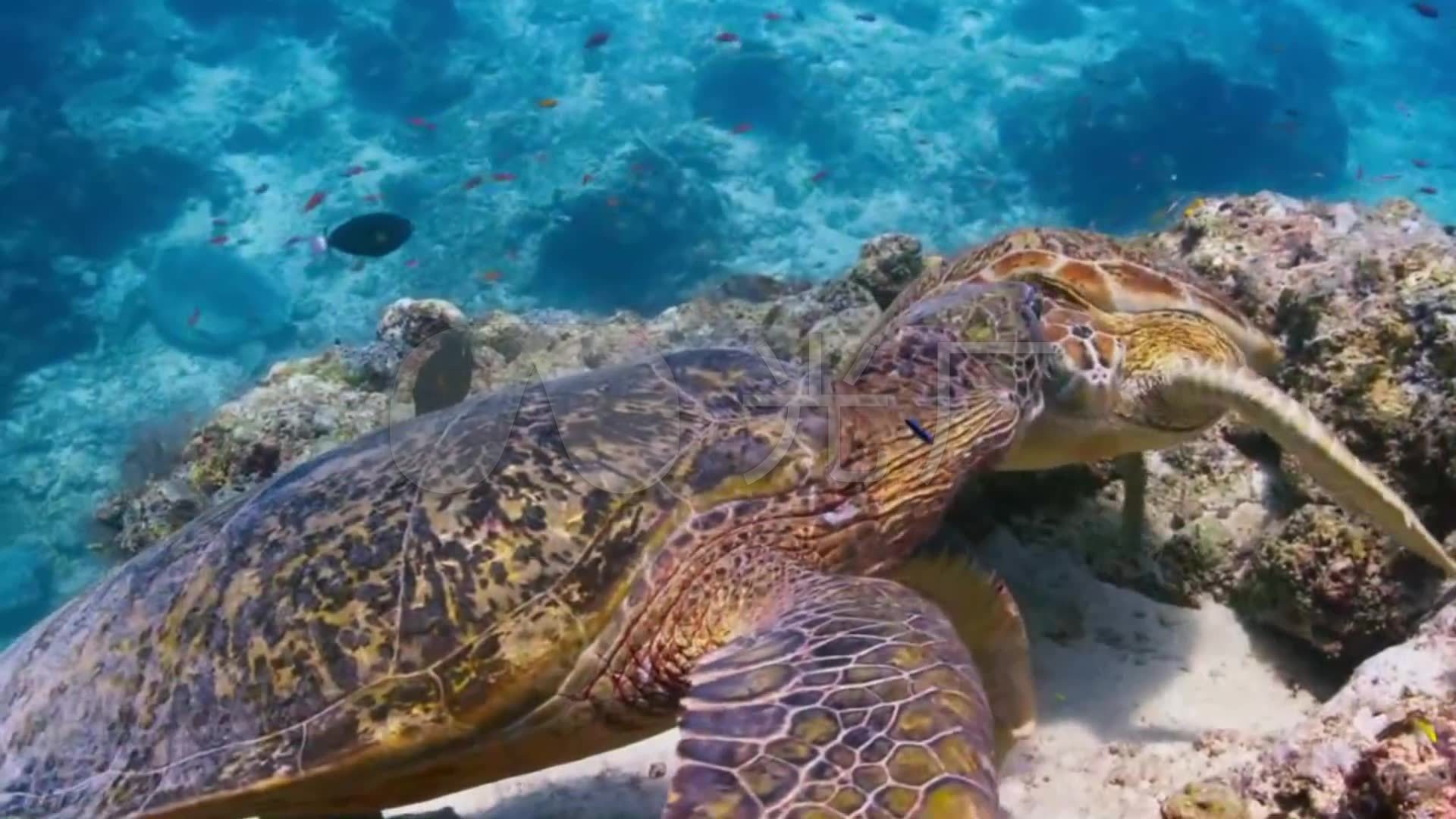海底世界海龟珊瑚鱼类_1920X1080_高清视频