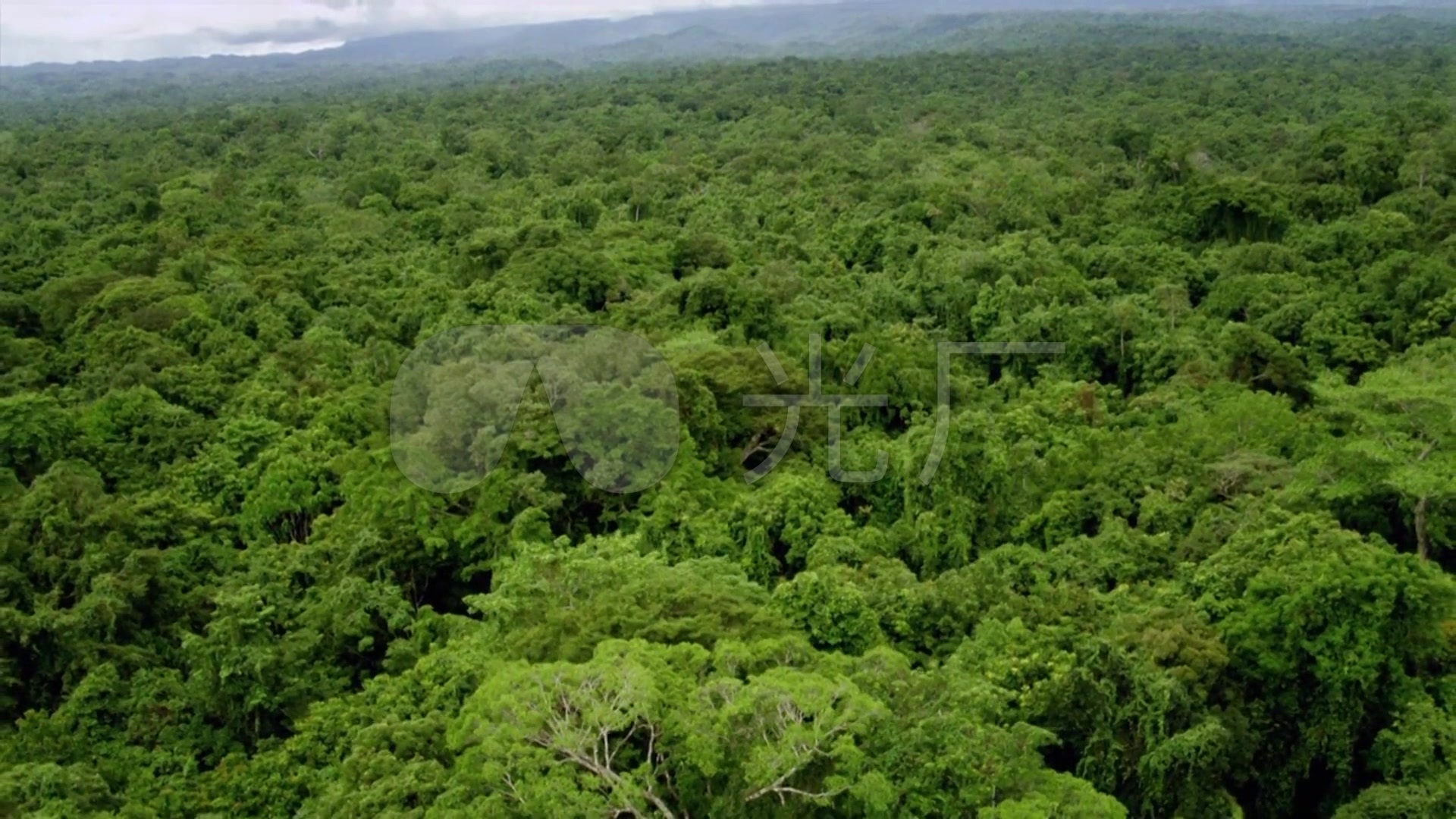 航拍一望无际的森林植被覆盖_澳大利亚风景_1920x1080_高清视频素材
