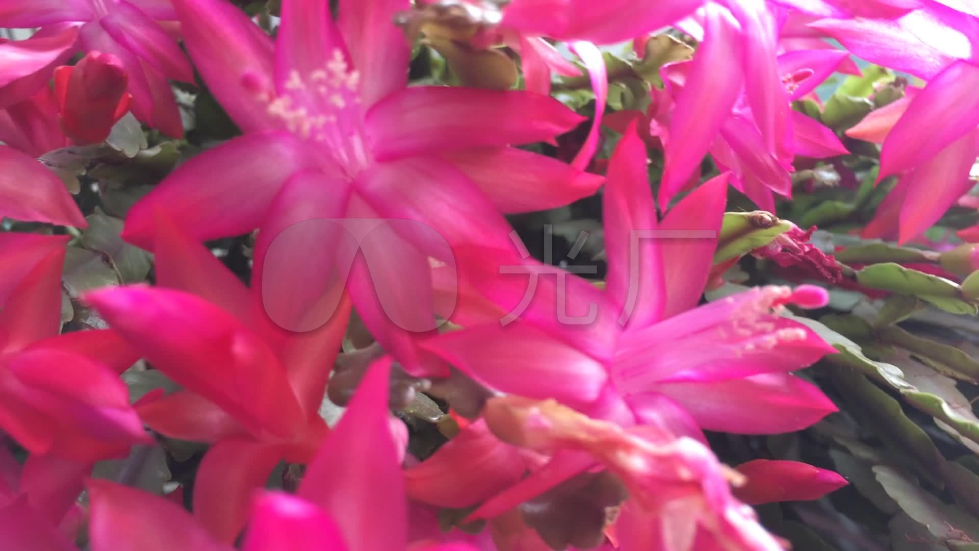 实拍 花卉 植物 蝎子莲 花朵 高清视频