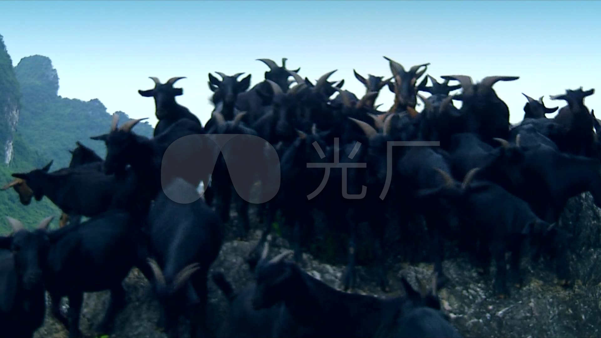 黑山羊 