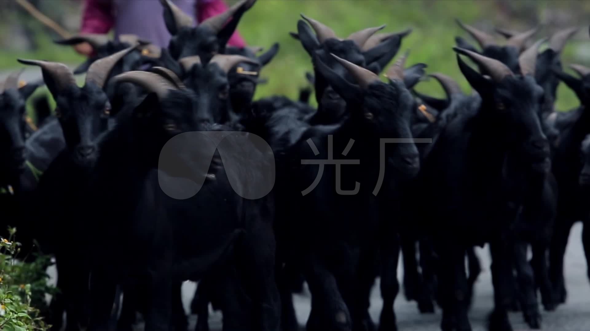 黑山羊镜头2_1920x1080_高清视频素材下载(编号:2216636)_实拍视频_vj