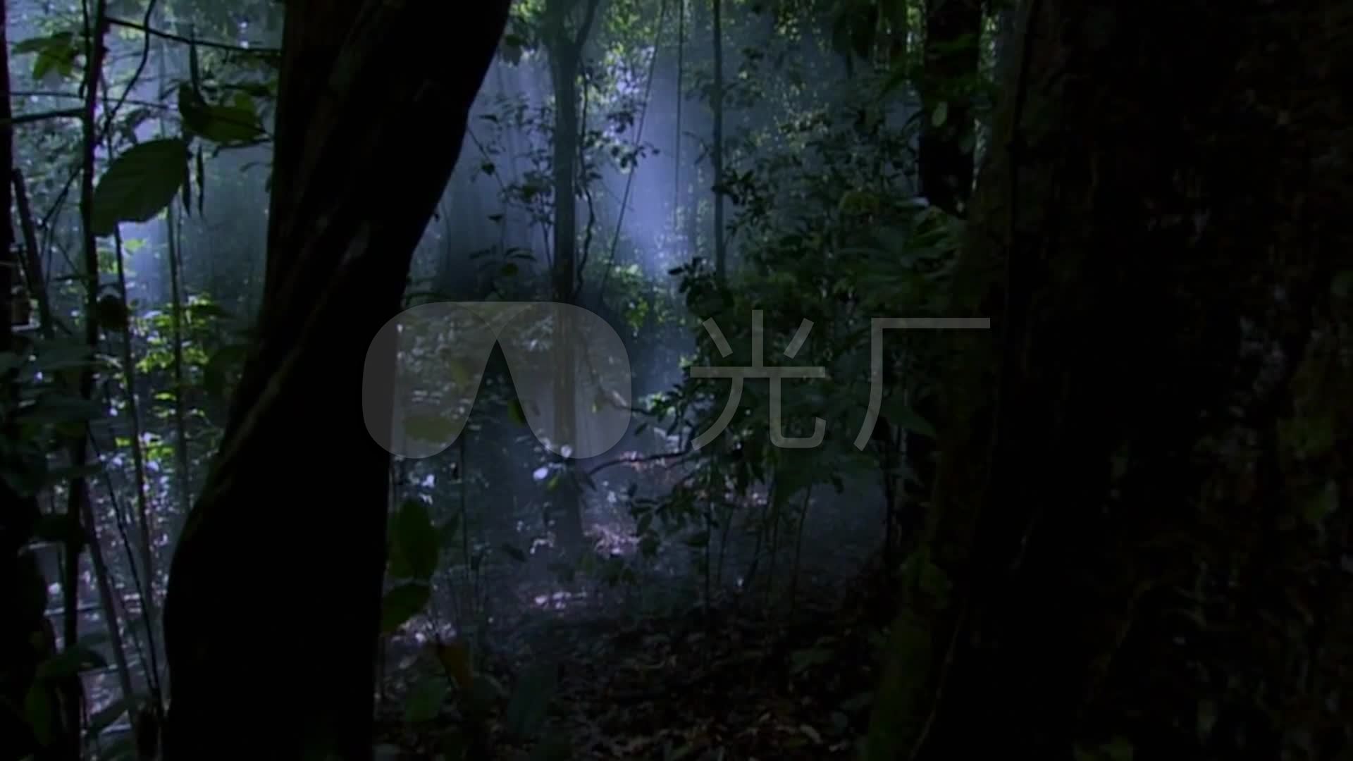 黑暗幽暗的森林穿梭穿行_恐惧恐怖树林密林_1920x1080