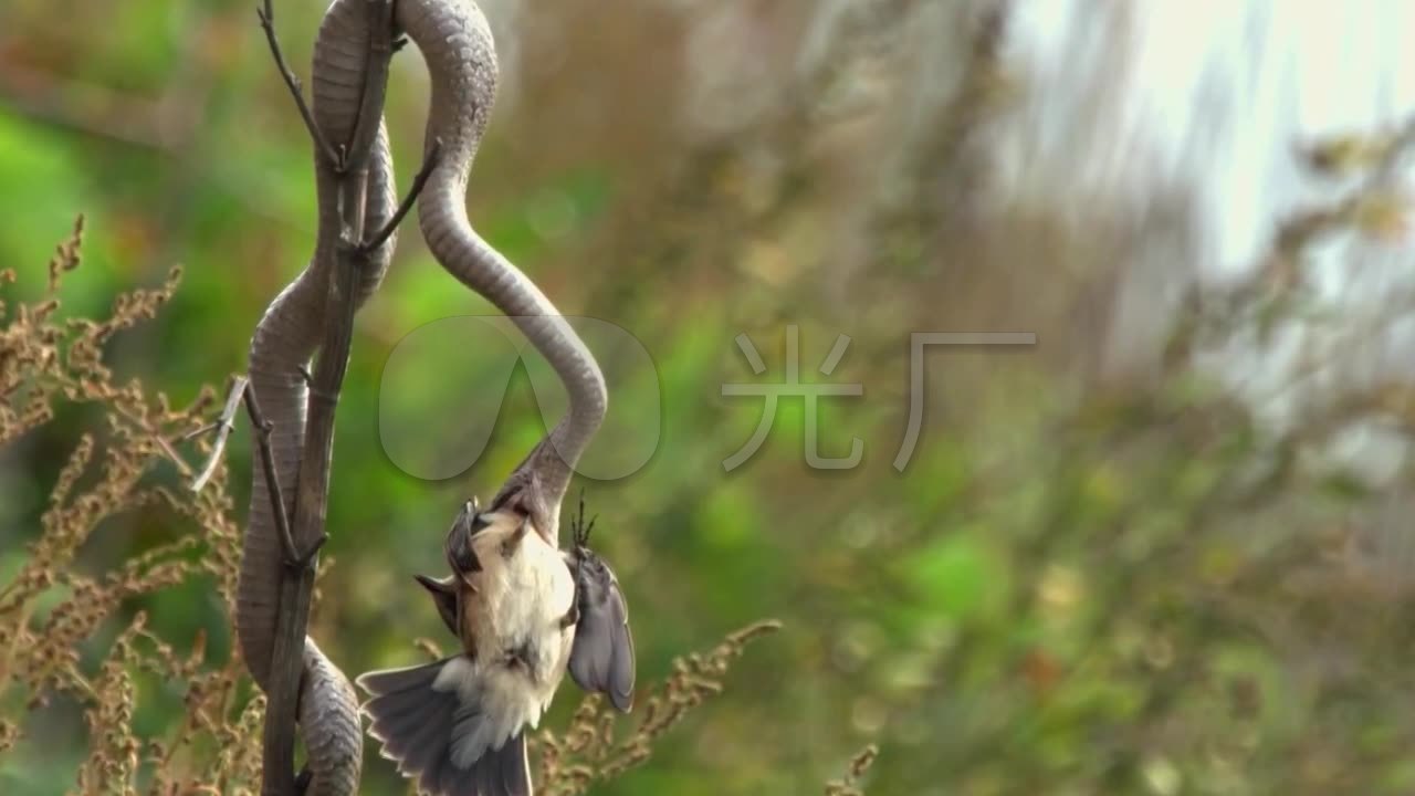 视频视频高清_1280X720_视频素材素材下载(电影神马dvd蝮蛇三级图片