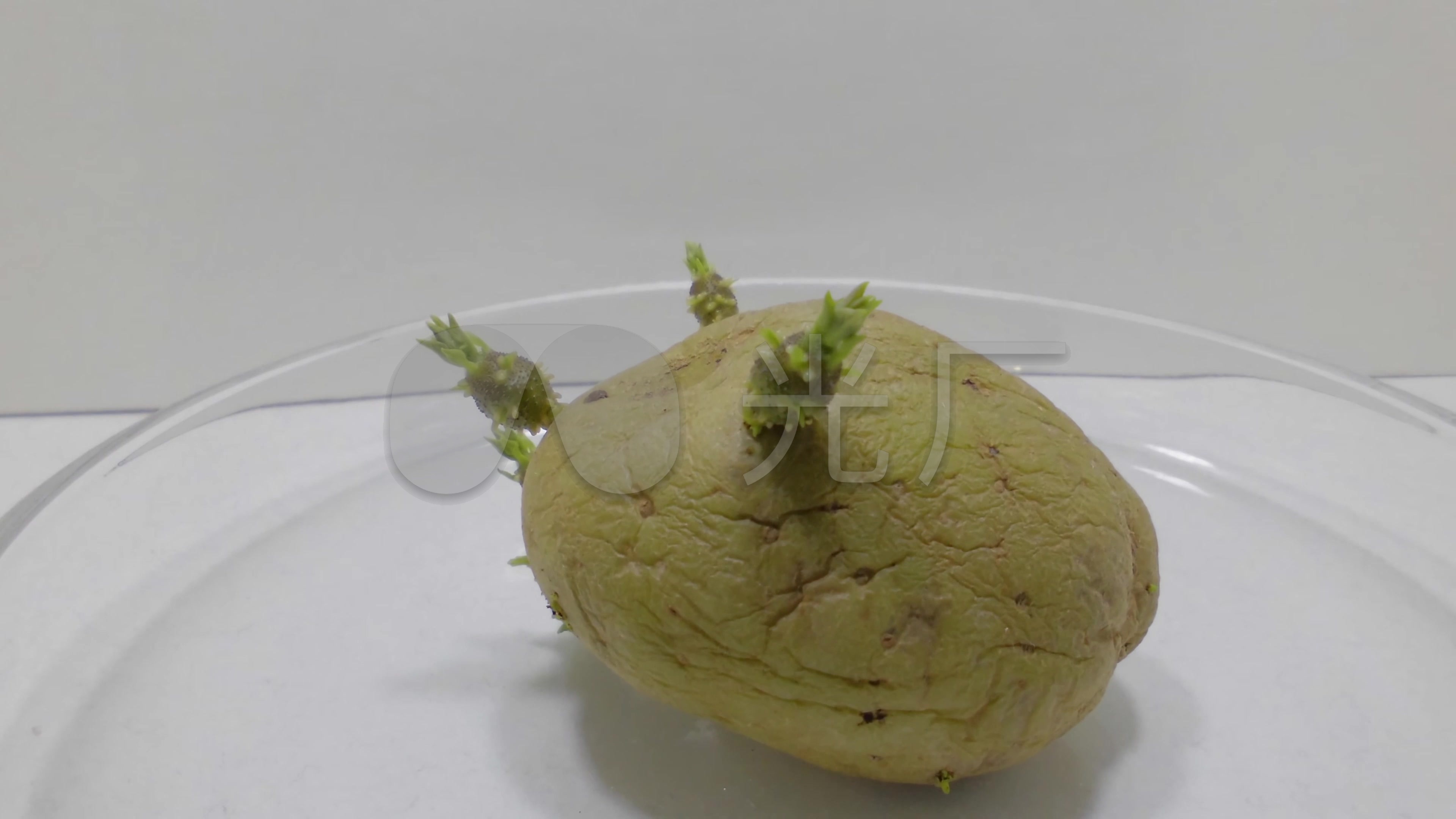 土豆发芽4k_3840x2160_高清视频素材下载(编号:)_实拍