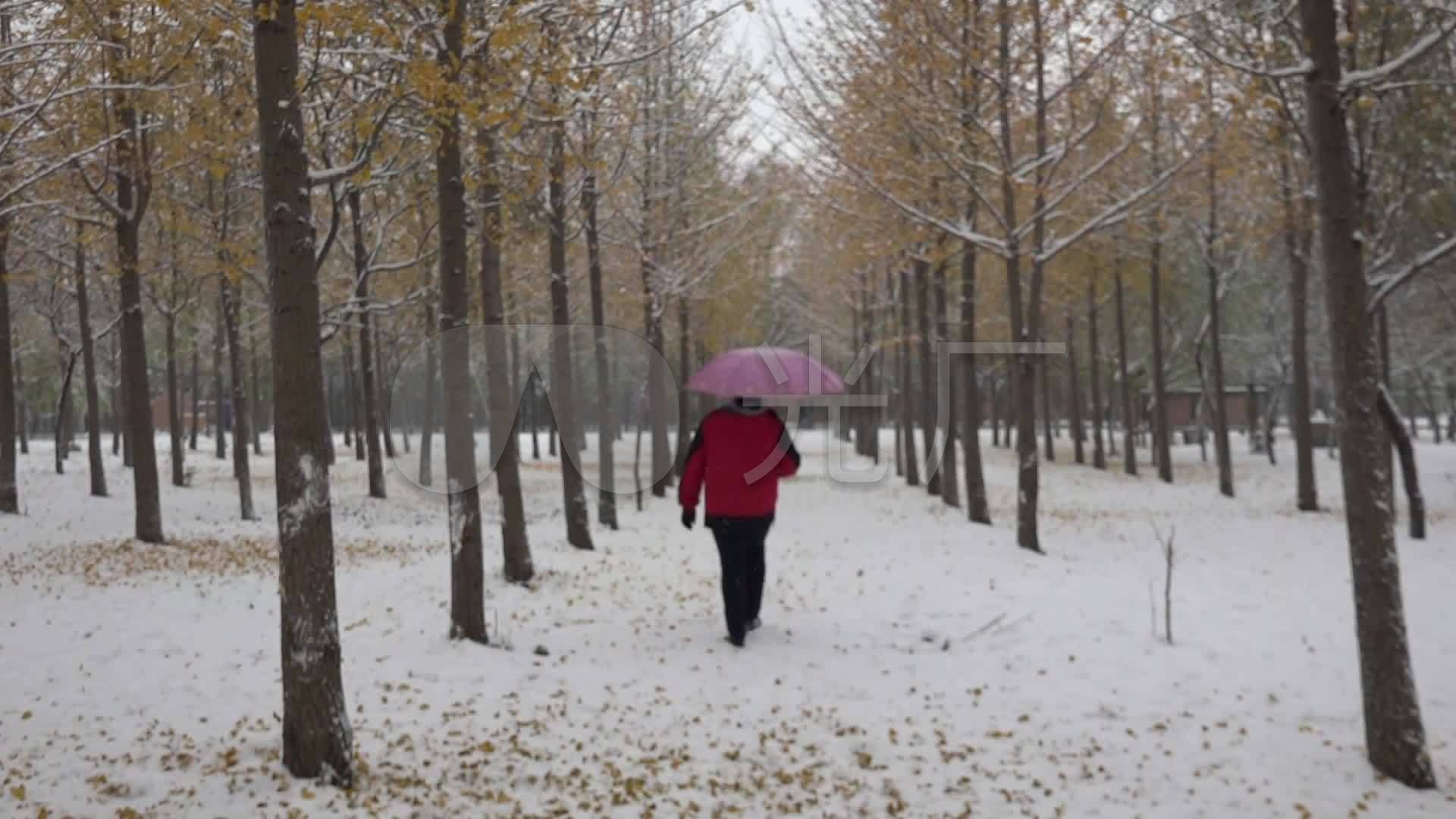 冬季下雪银杏树林_1920X1080_高清视频素材