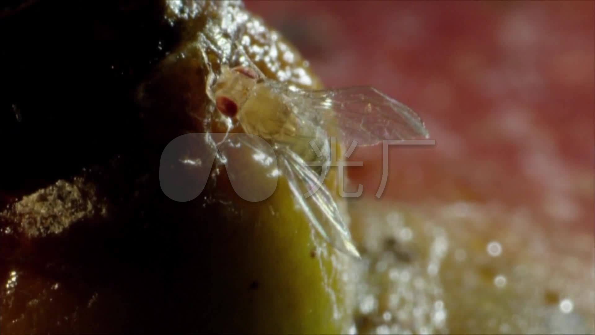 果蝇甜食水果_苍蝇繁殖_蛆虫化蛹虫蛹羽化