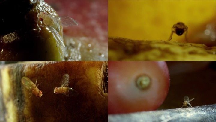 果蝇甜食水果_苍蝇繁殖_蛆虫化蛹虫蛹羽化