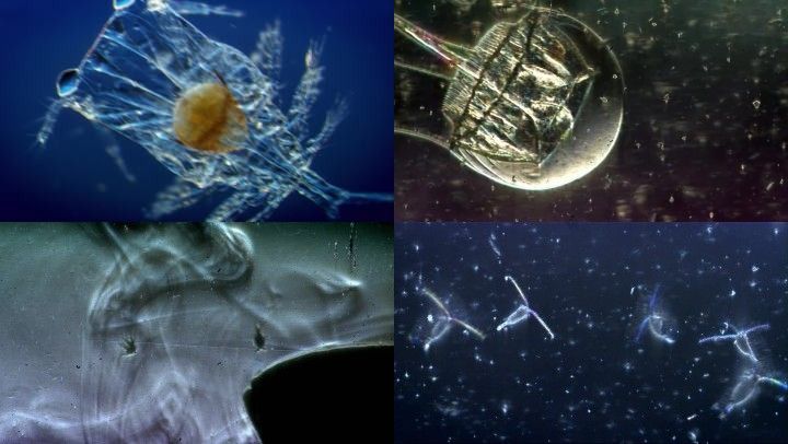 水中微生物_1