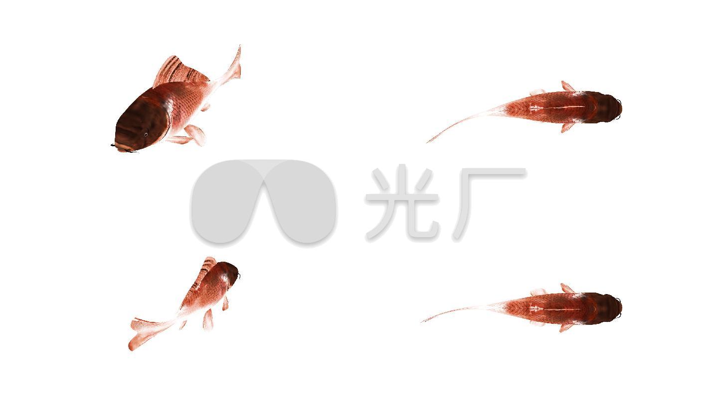 鱼游动动画-alpha无缝循环