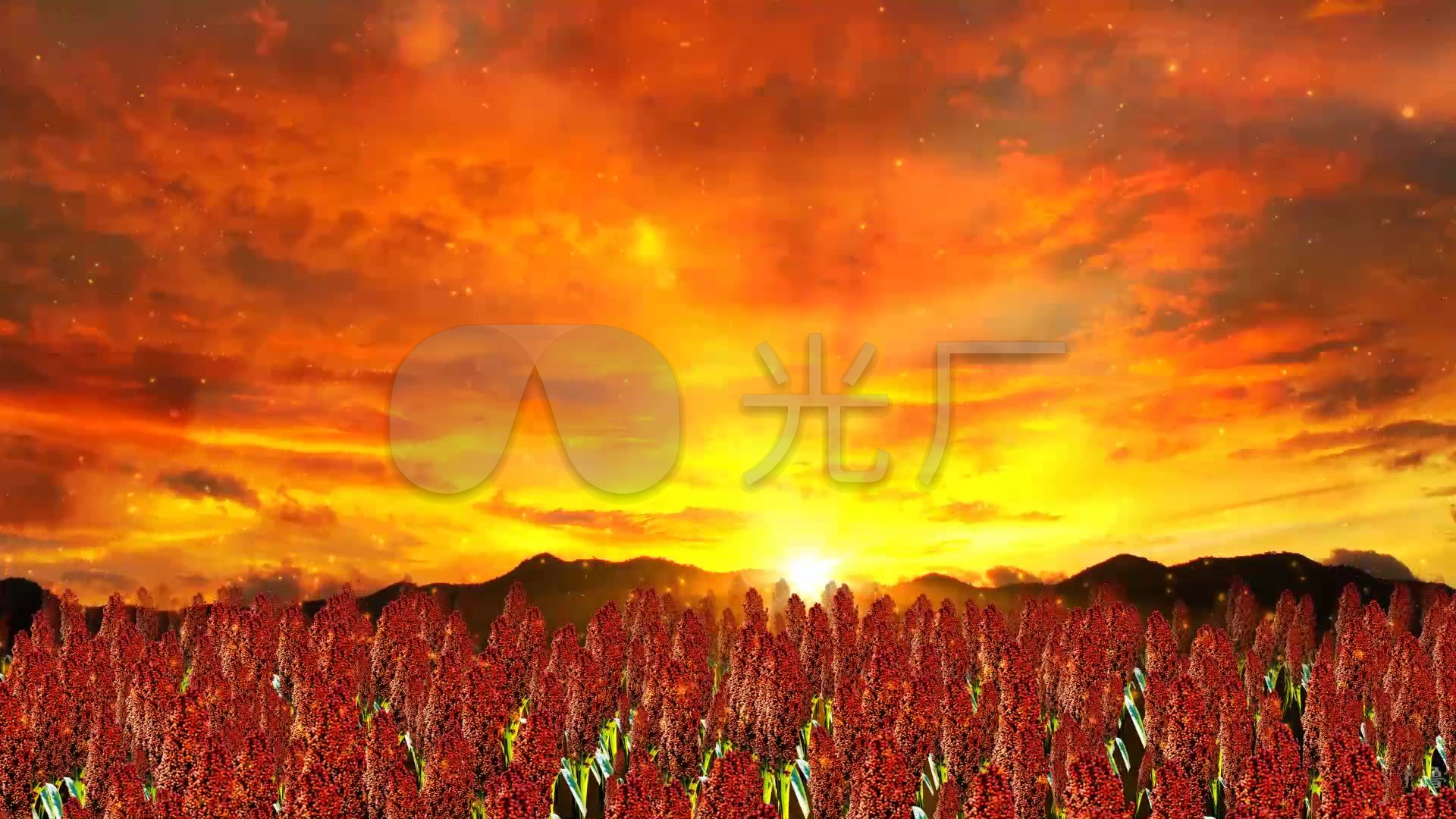 红高粱