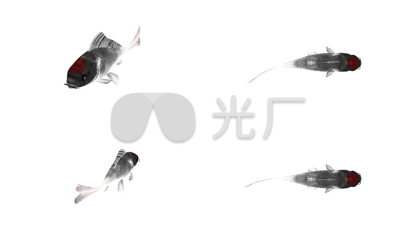 鱼游动动画-alpha无缝循环