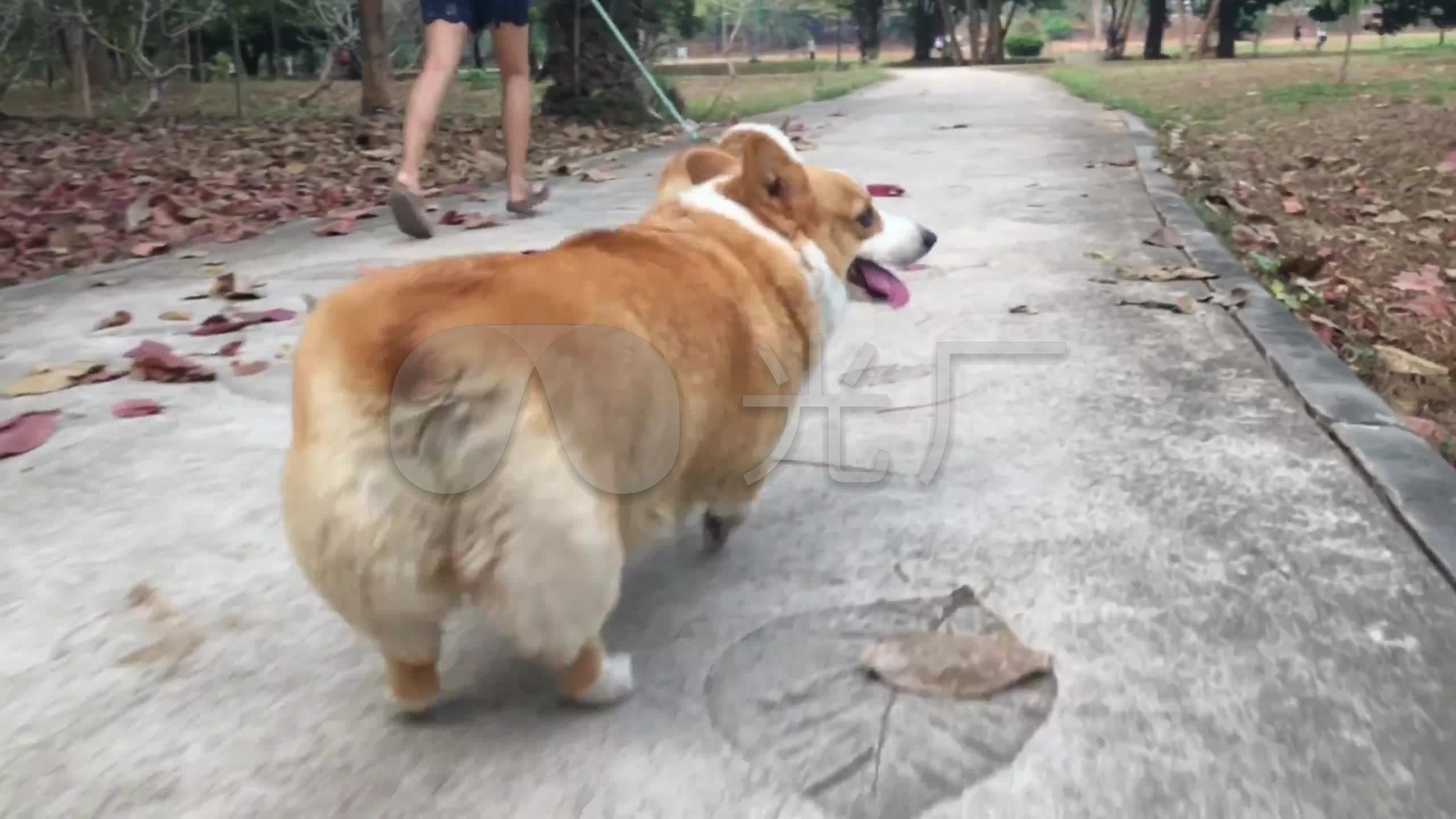 狗狗 小狗 柯基 宠物 动物 奔跑 可爱 嬉戏 欢乐 实拍