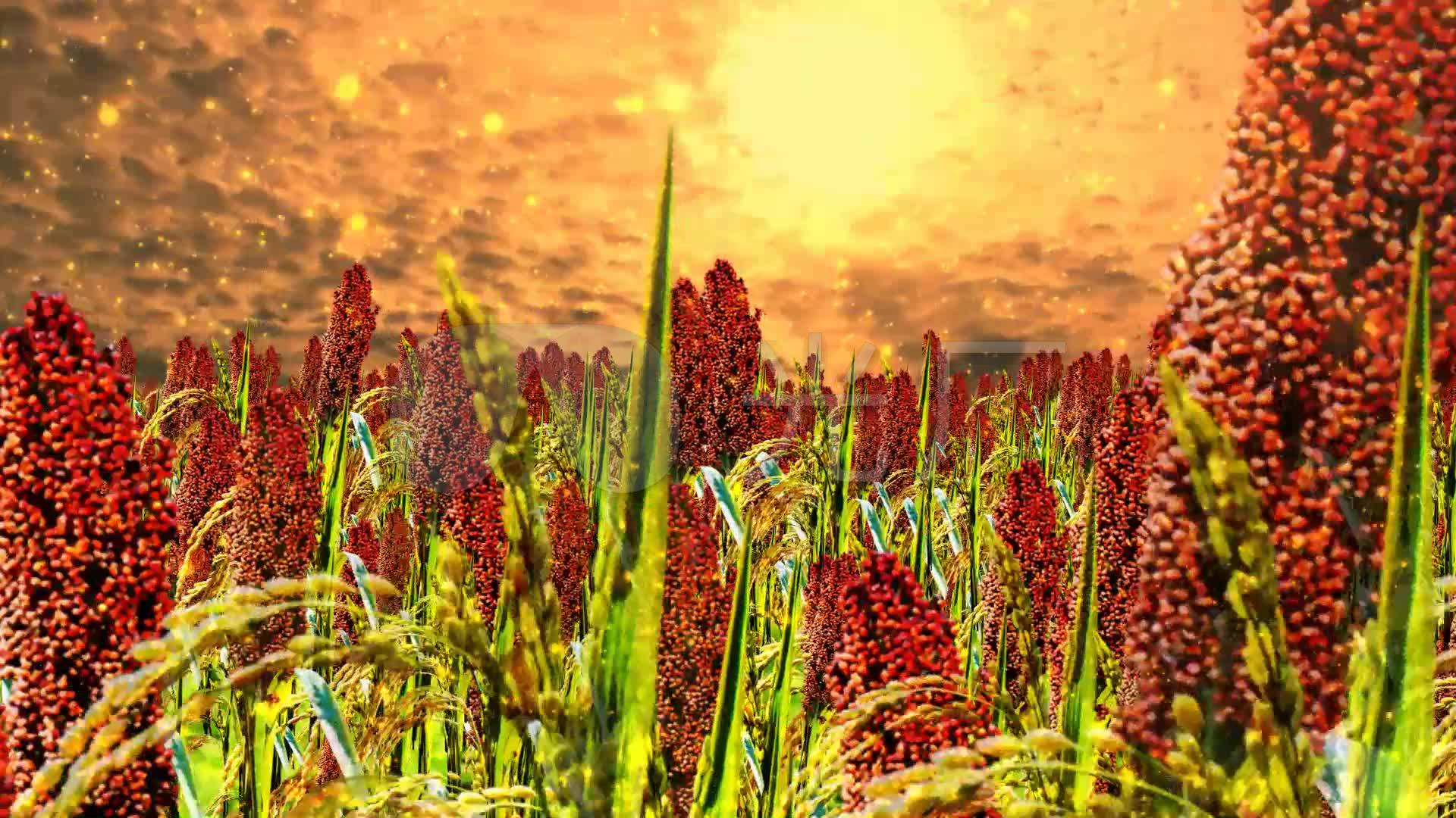红高粱_1920x1080_高清视频素材下载(编号:2286469)