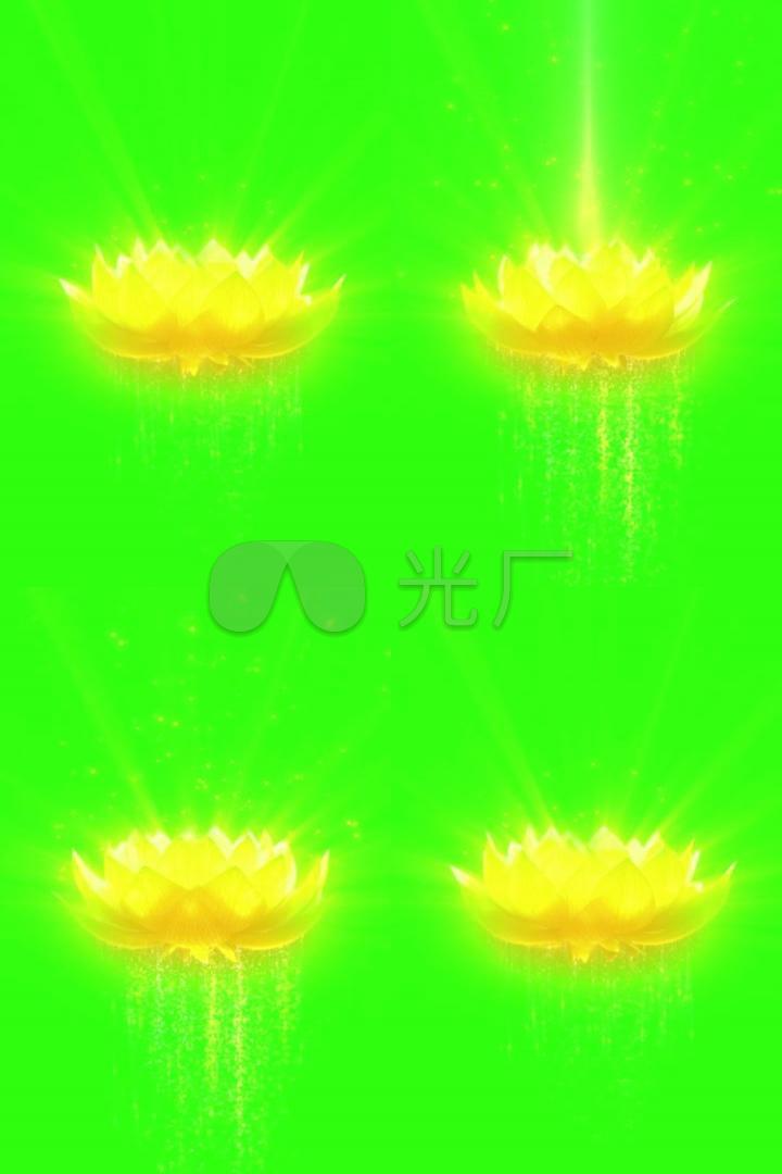 旋转莲花 观音座 金莲花 绿布素材