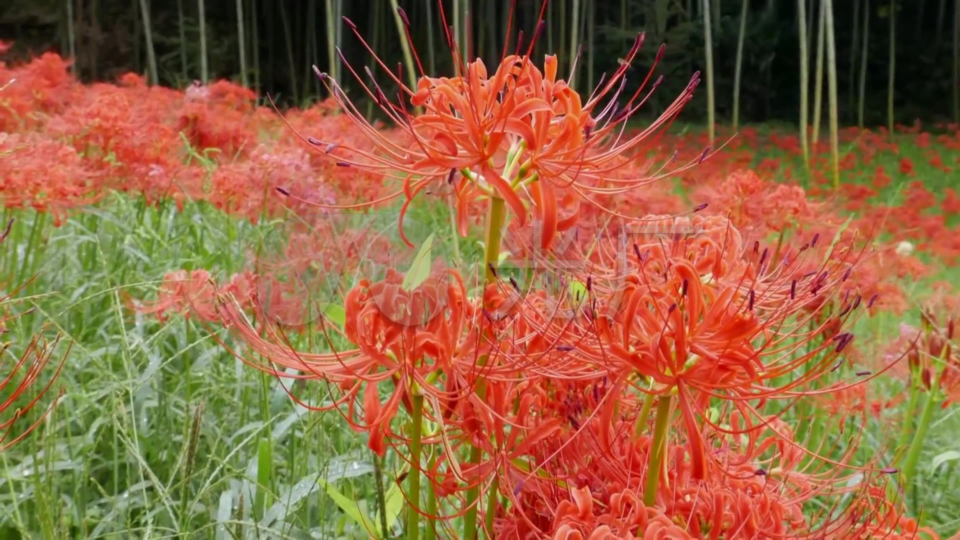 西莲寺 彼岸花 花海 花园 花田