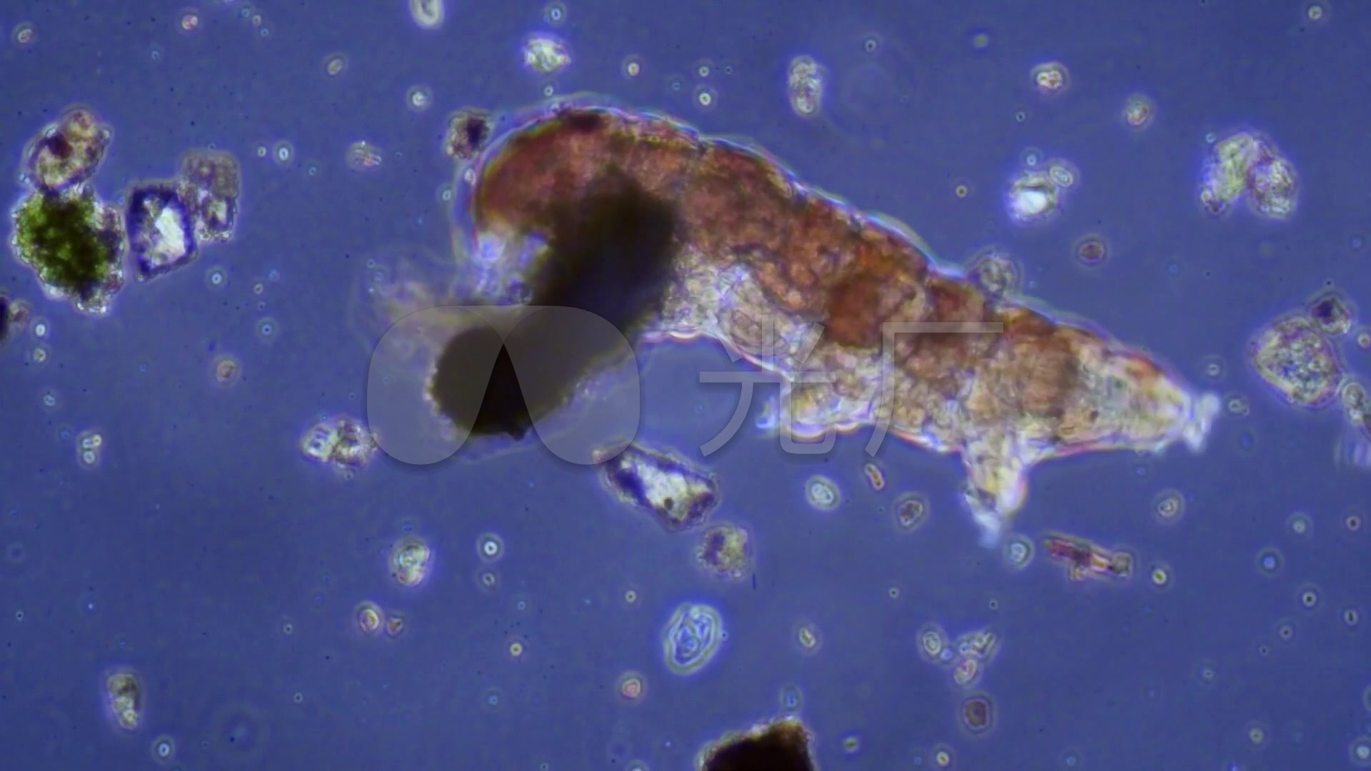 显微镜下观察水中微生物_水熊_微观世界2_1920x1080
