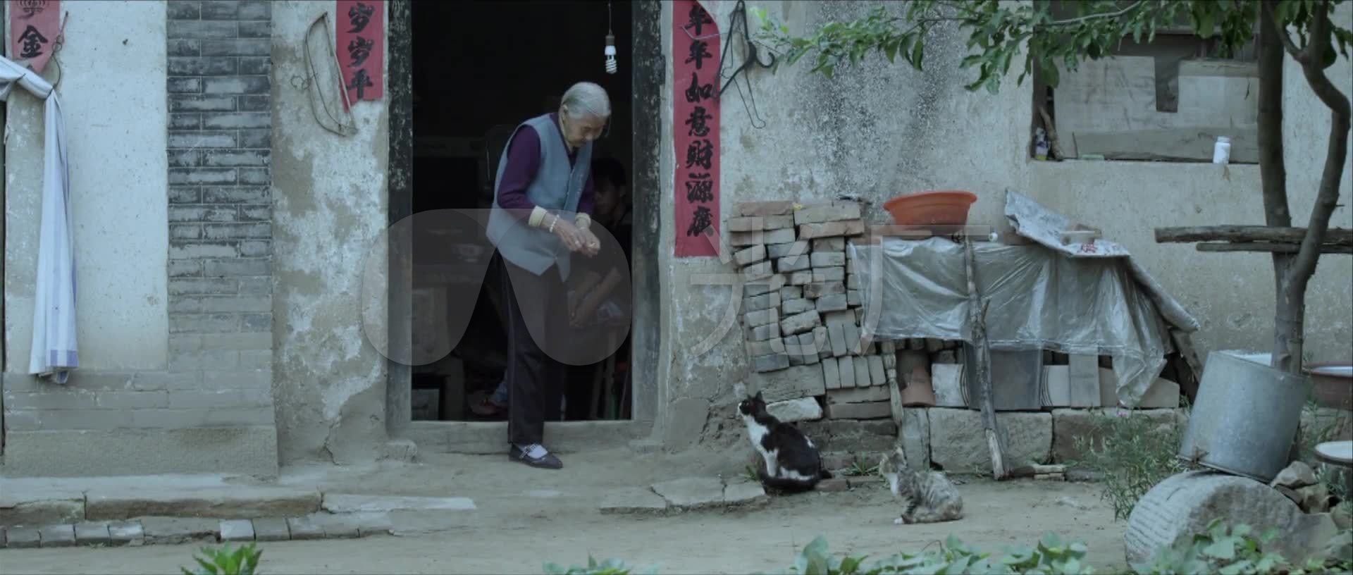 农家院喂猫的老太太