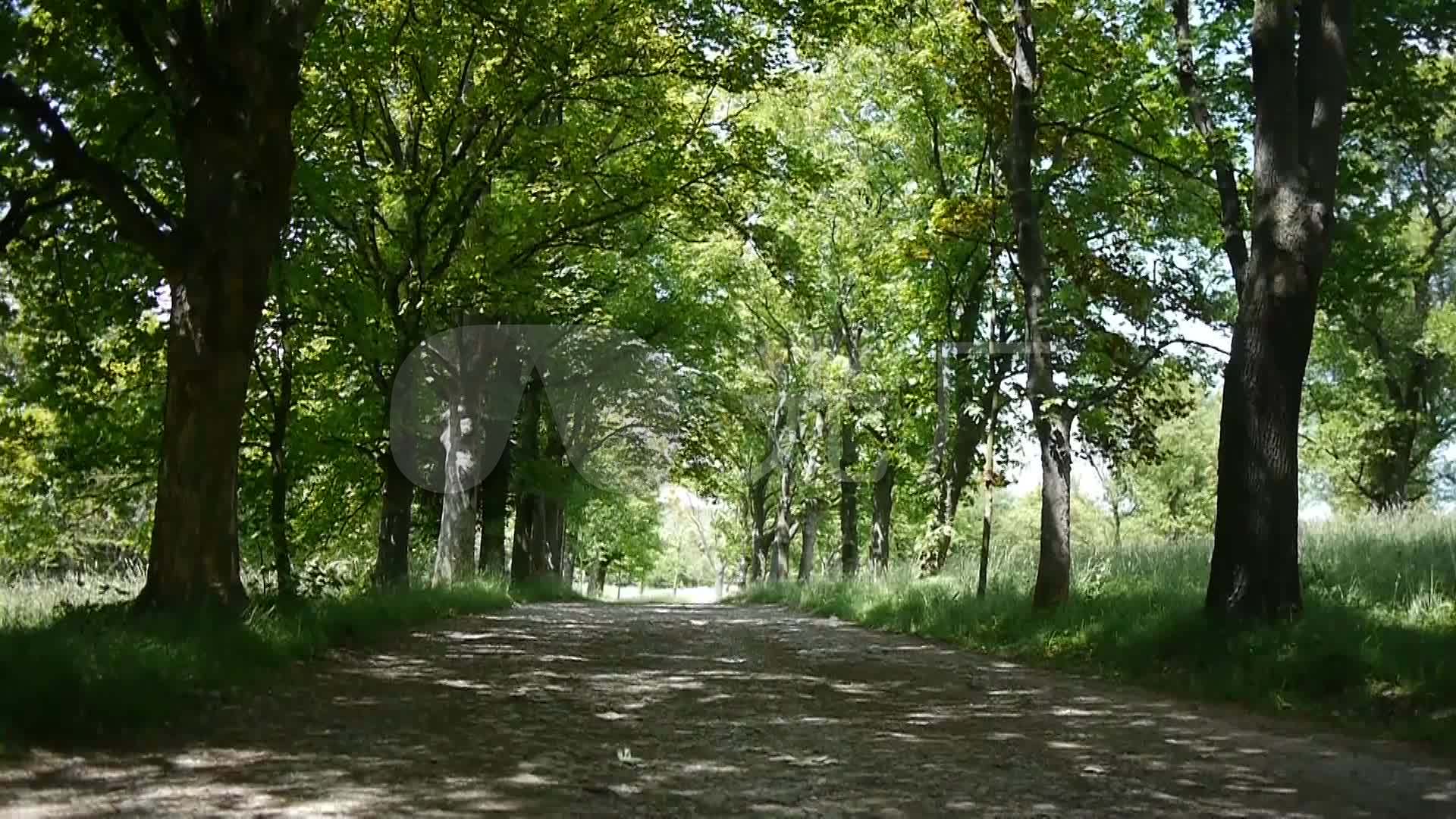 森林树荫道路通道