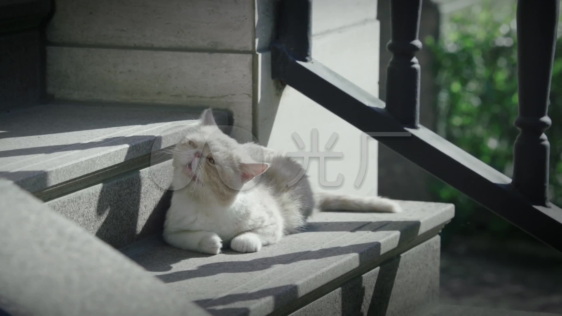午后阳光台阶上慵懒的猫咪