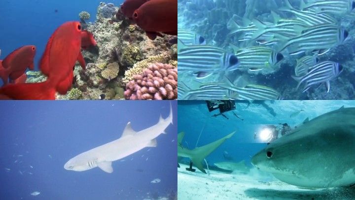 海洋鱼类 海洋世界 海底世界 鱼群 海鱼海洋馆 水藻 珊瑚礁 海洋假日