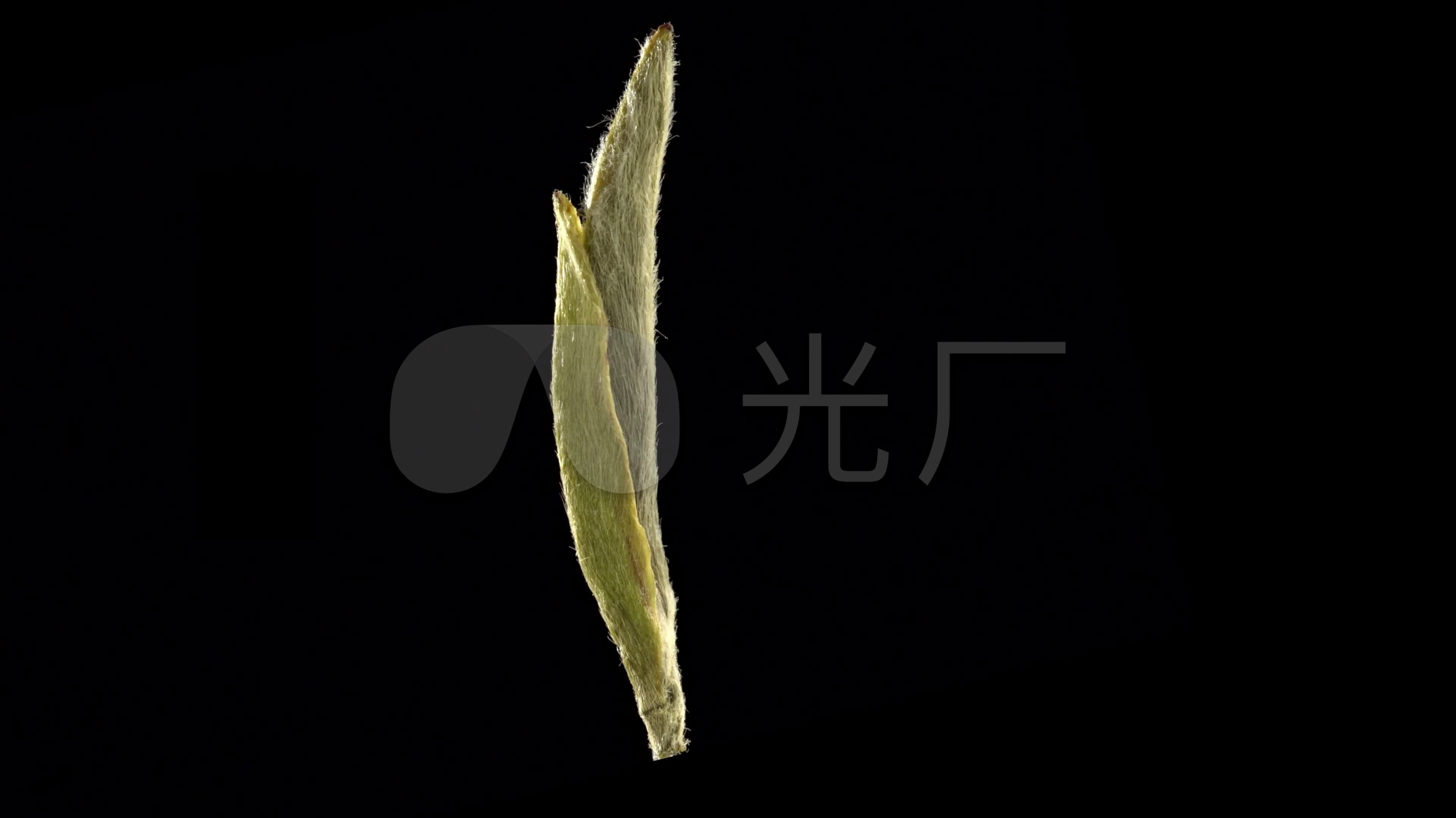 沏茶泡茶白毫银针