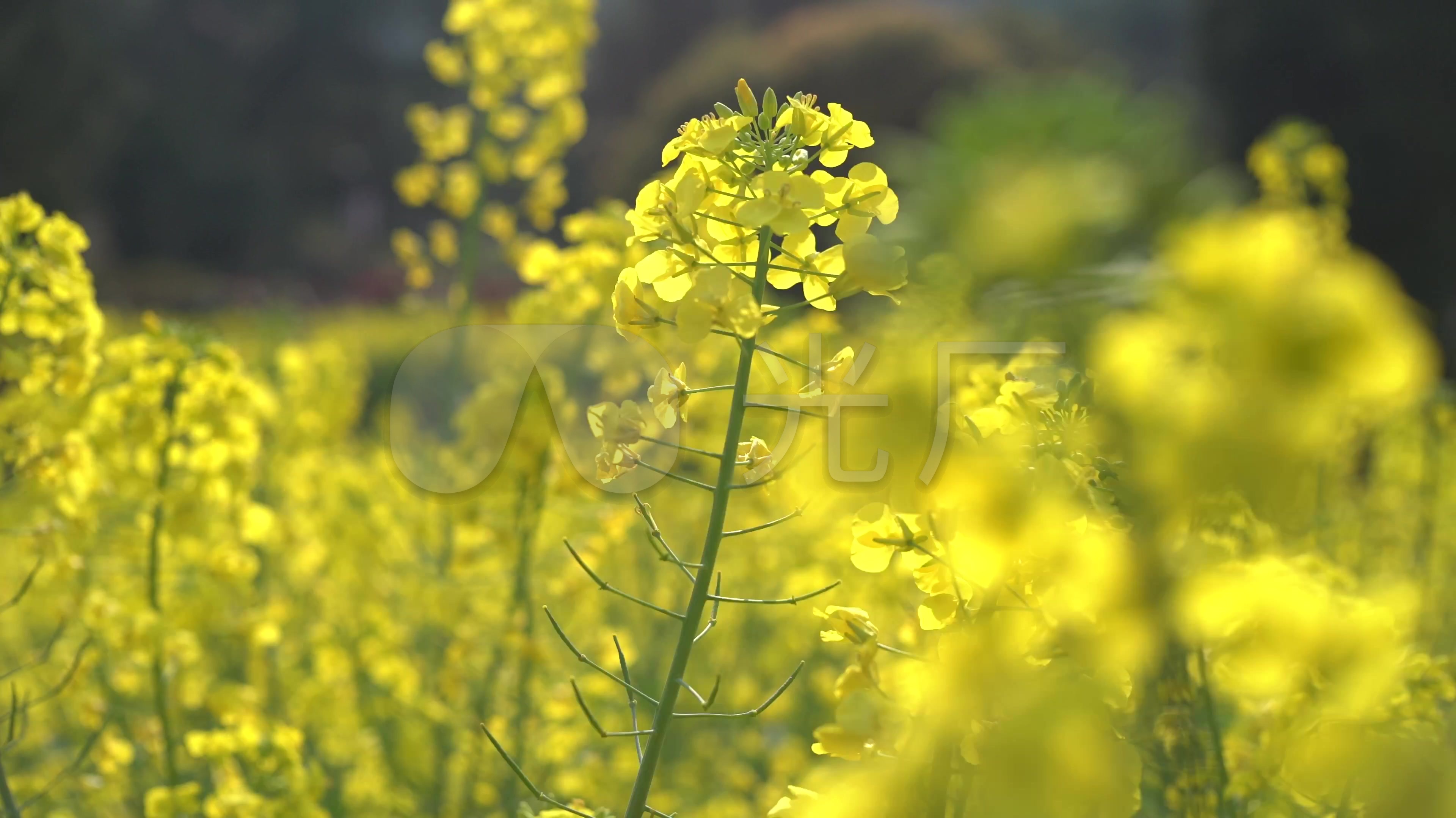阳光穿过树叶&油菜花唯美阳光_3840x2160_高清视频(:)