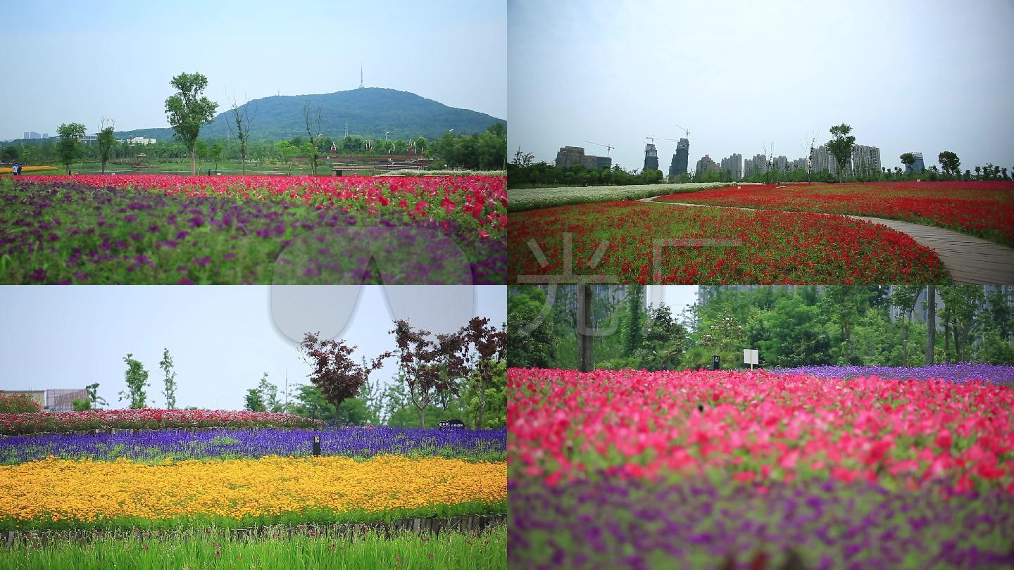 大蜀山四季花海