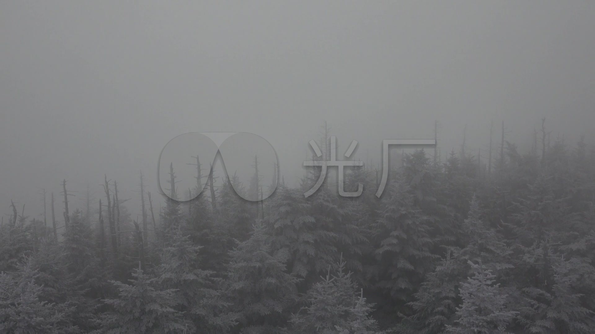 冬天起风的小树林_1920x1080_高清视频素材下载(编号