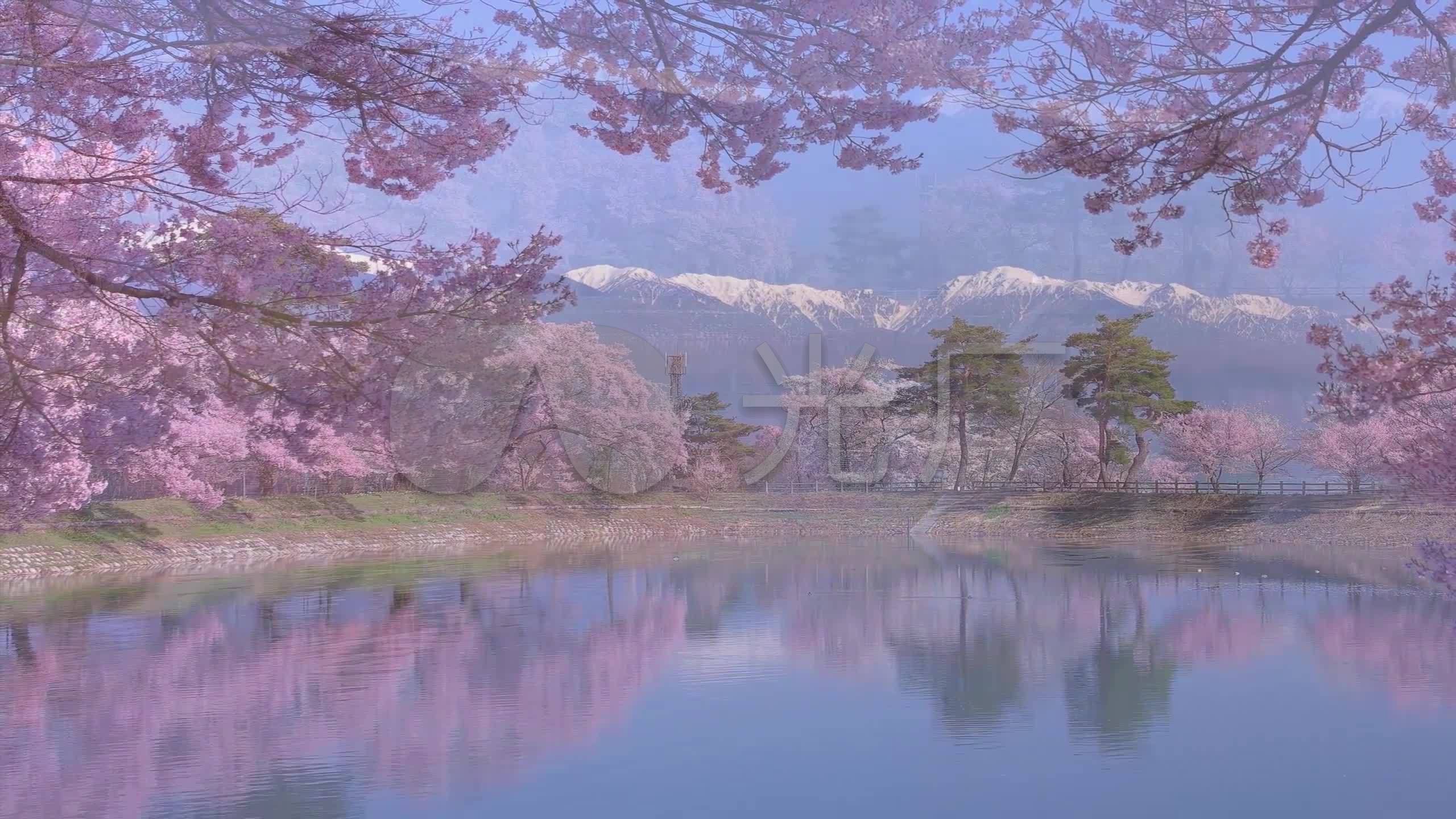 三生三世十里桃花湖边唯美樱花飘落