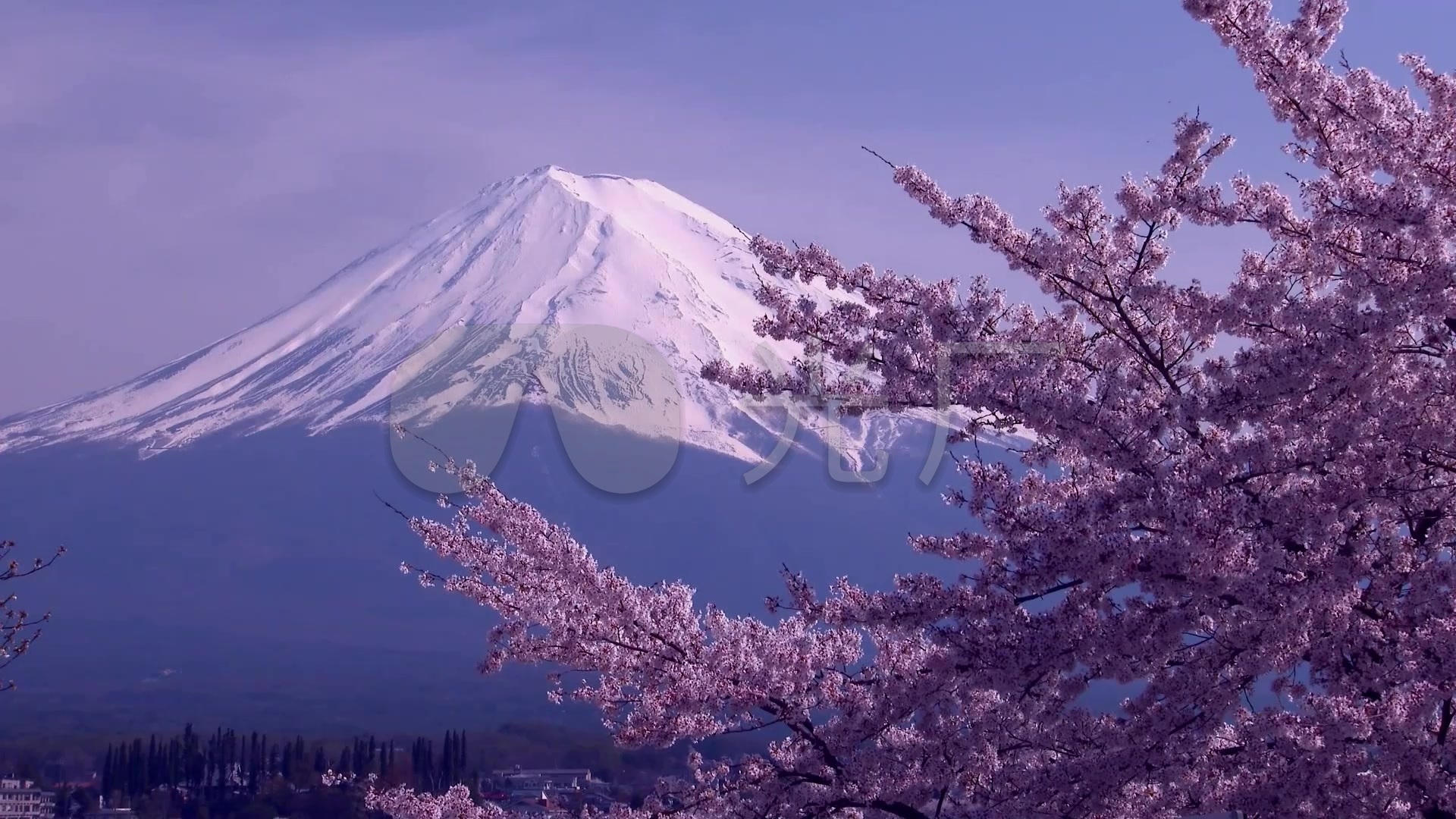 日本樱花与富士山唯美风光景色高清视频_1920x1080_高清视频素材下载