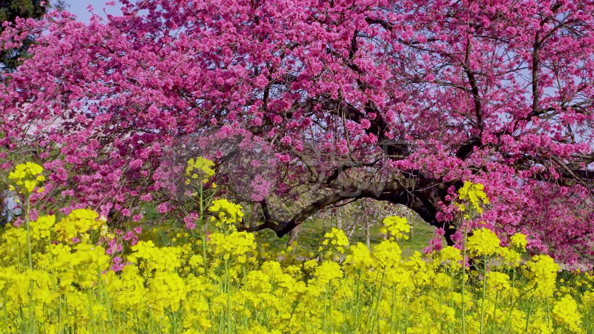 春天自然风光油菜花桃花梨花公园自然景观_1920x1080