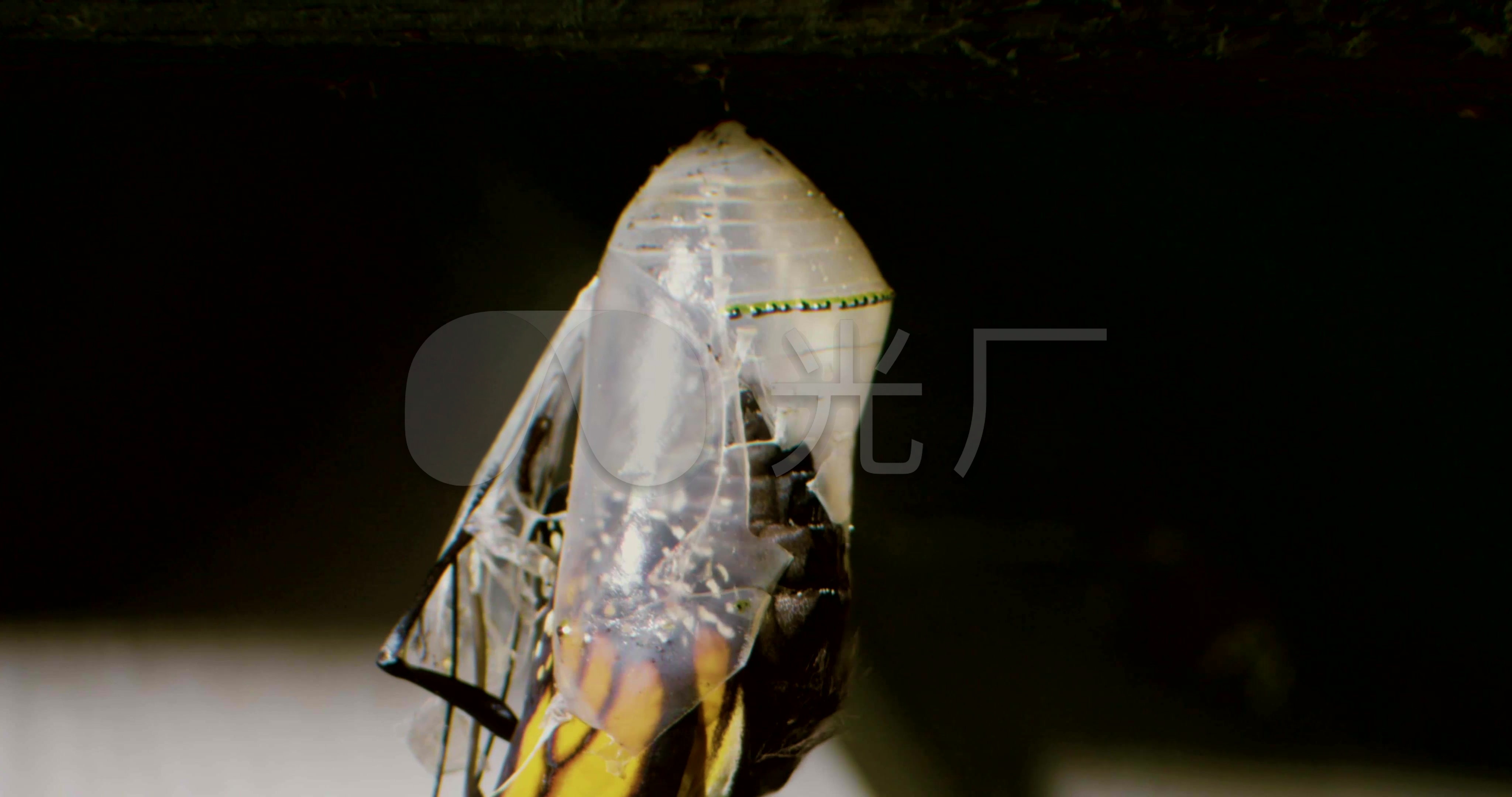 破茧成蝶_4096x2160_高清视频素材下载(编号:2364742)