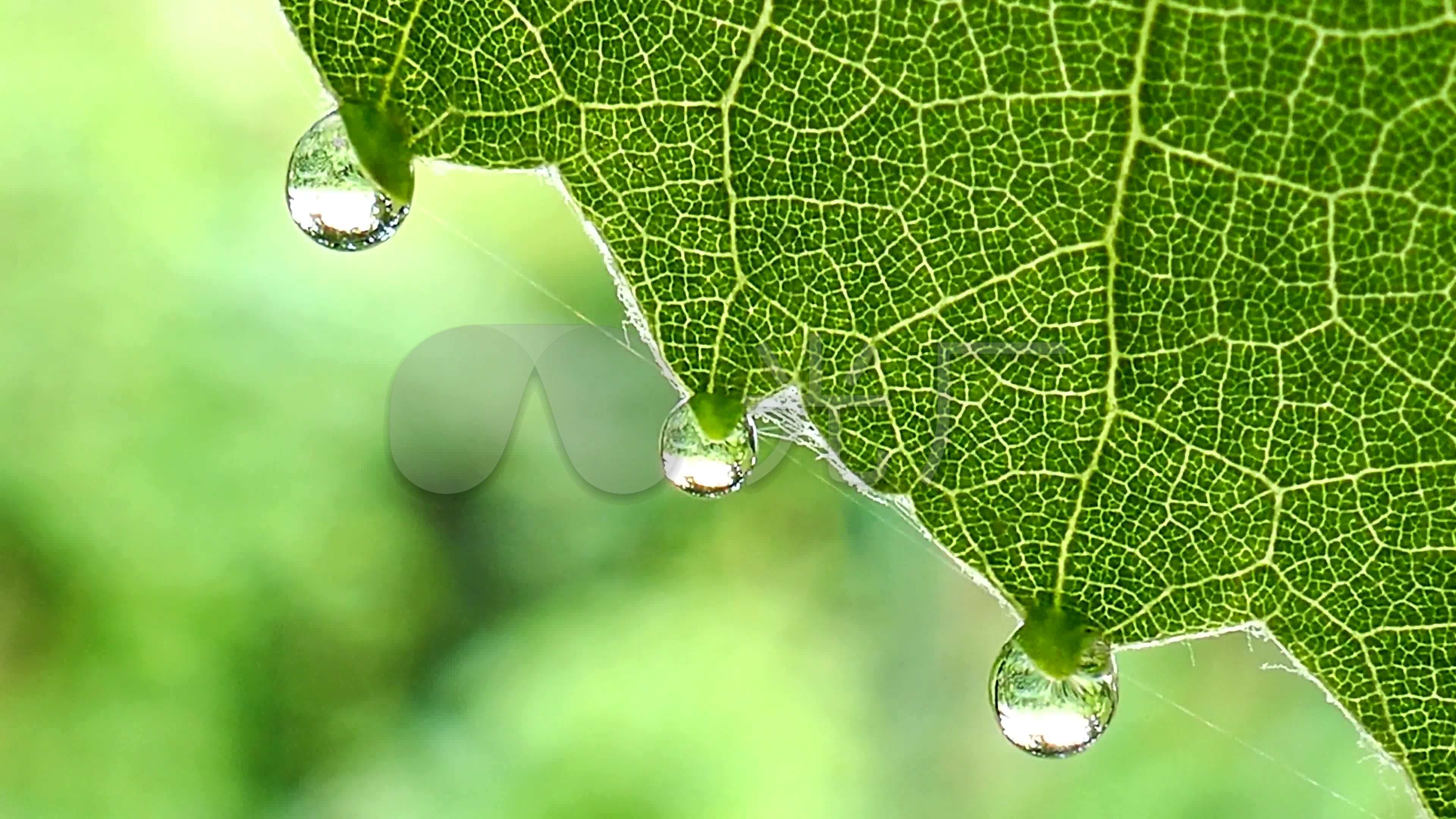 雨后散焦背景滴水树叶_3840x2160_高清视频素材下载