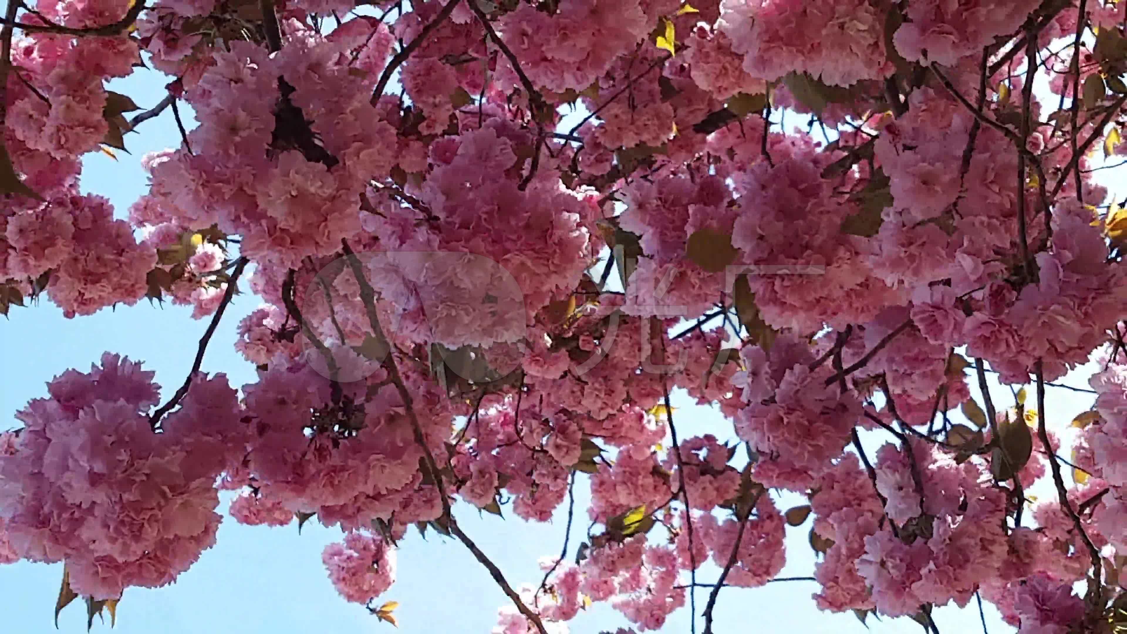 樱花梨花桃花杏花枣花花朵粉红