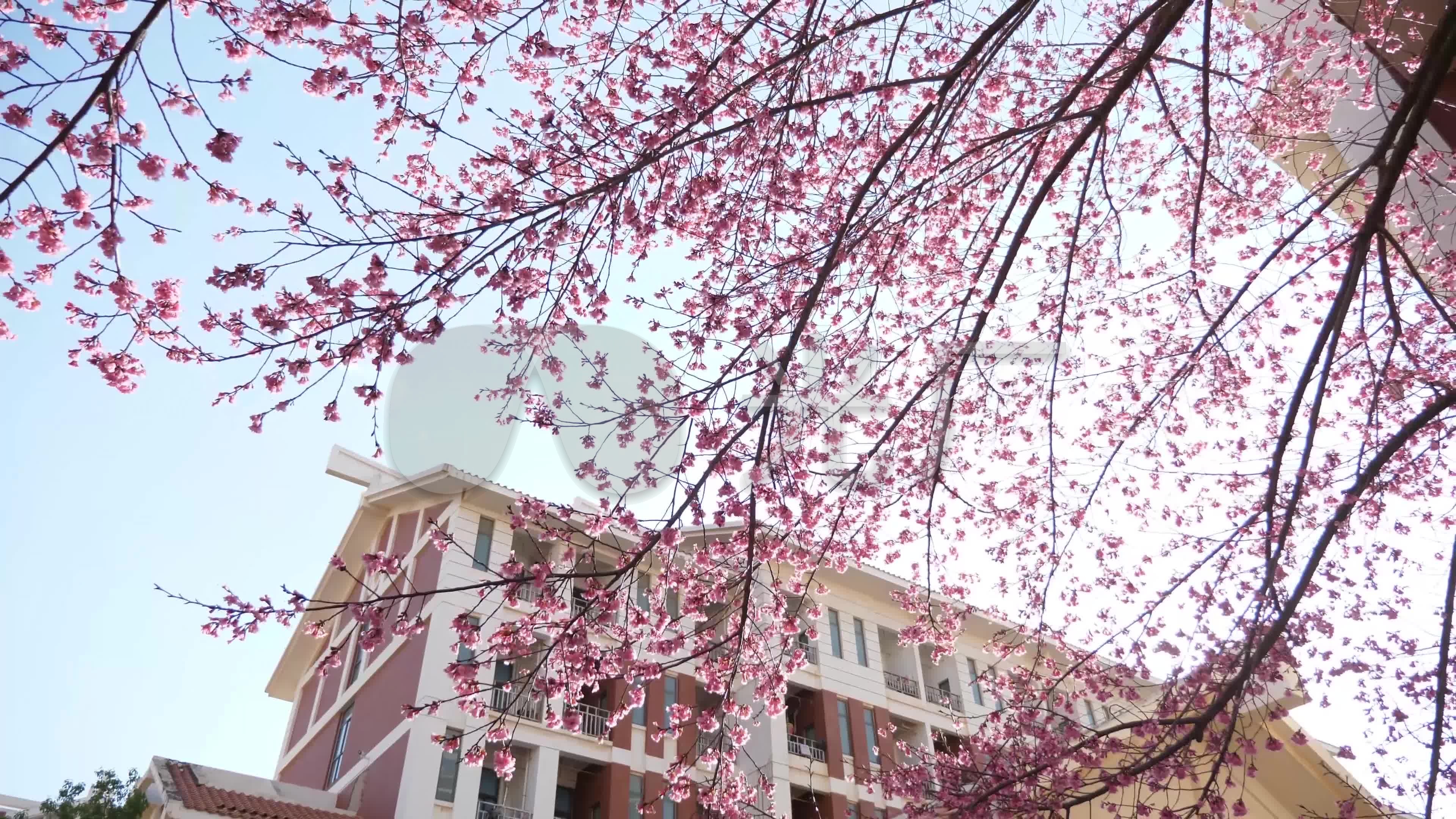 校园樱花树和建筑4k60帧