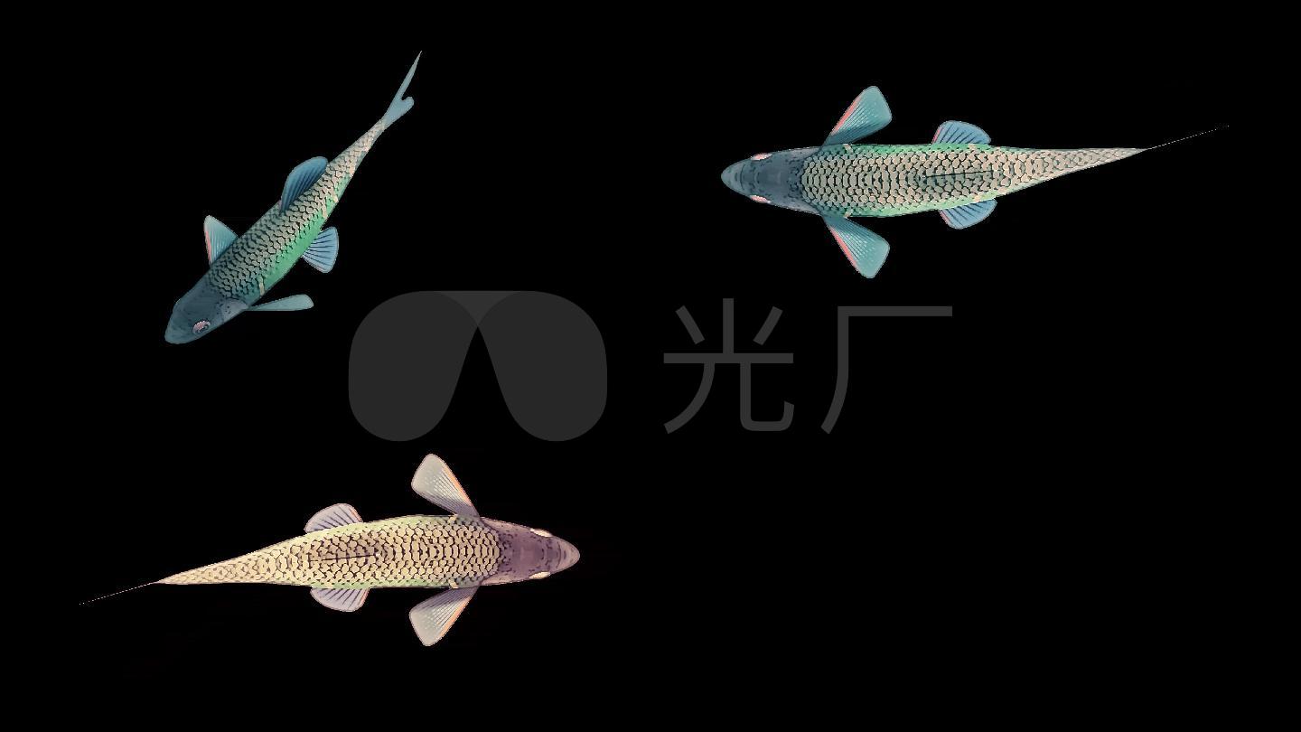 卡通鱼游动动画5种姿势带透明通道