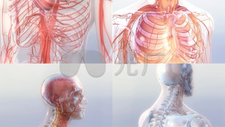 医疗人体三维视频素材医疗人体三维视频素材三维立体人体人体模型